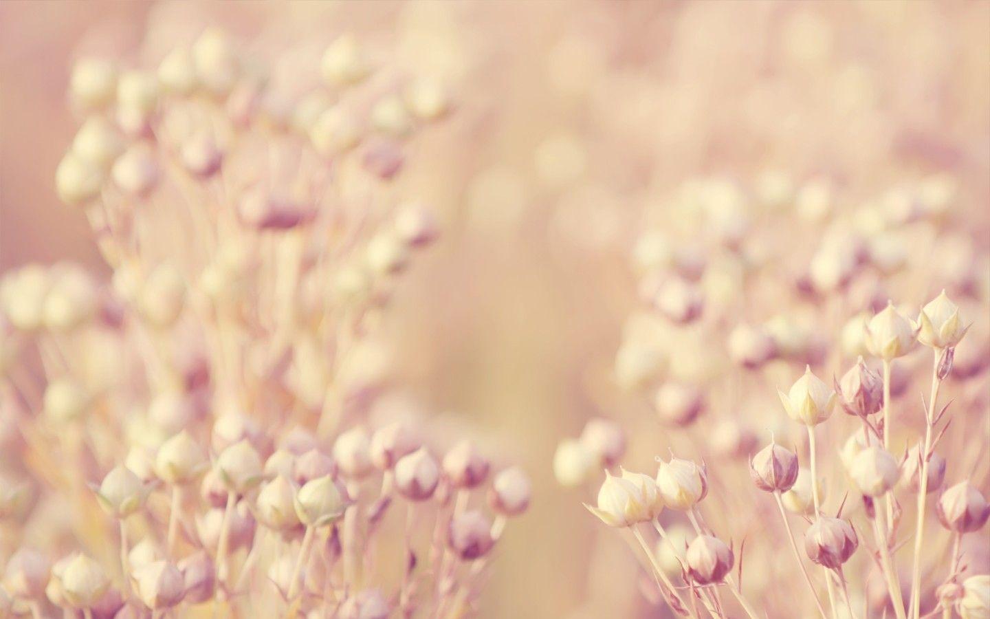 Floral Wallpaper Download