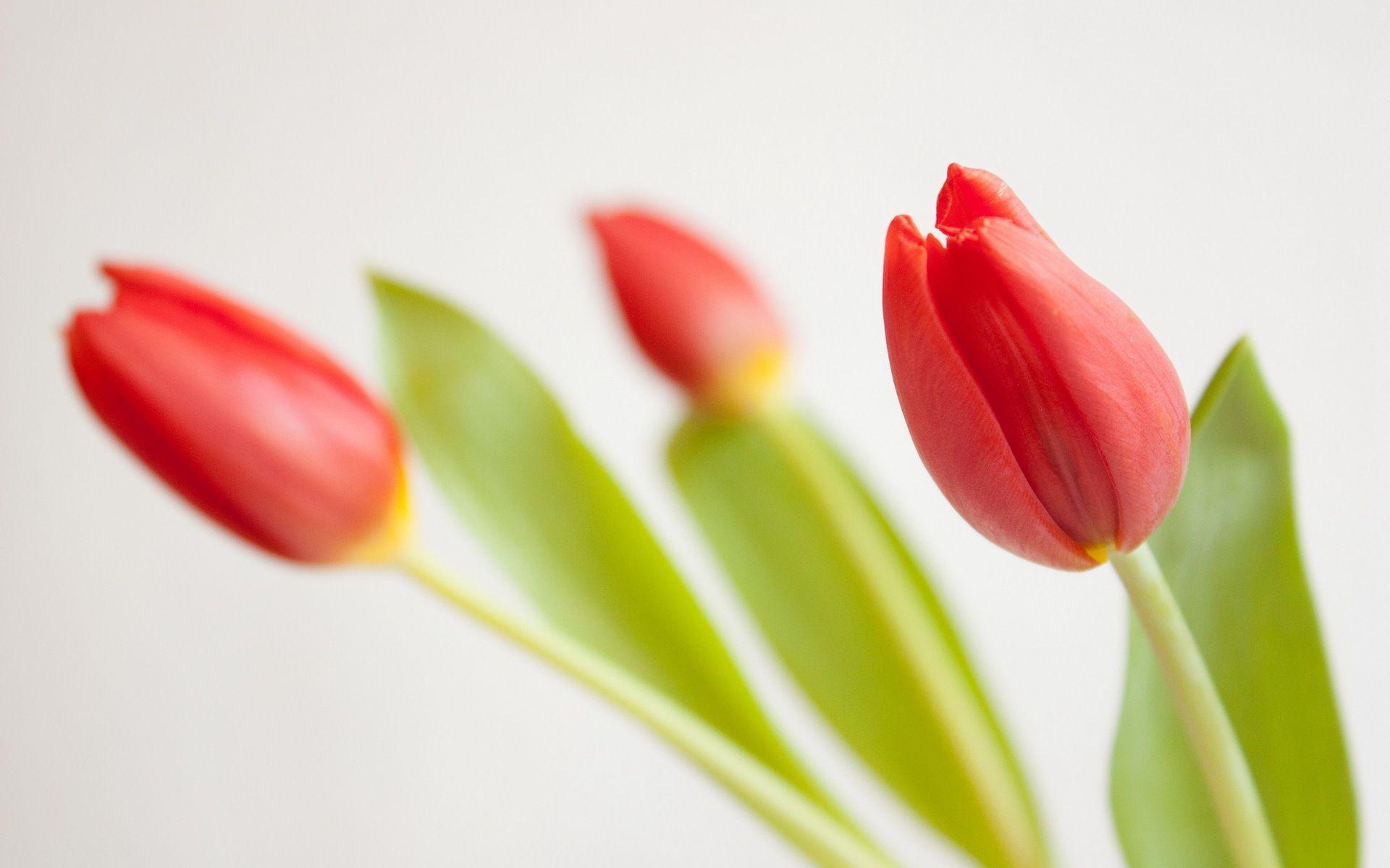 HD *** Red Tulips *** Wallpaper
