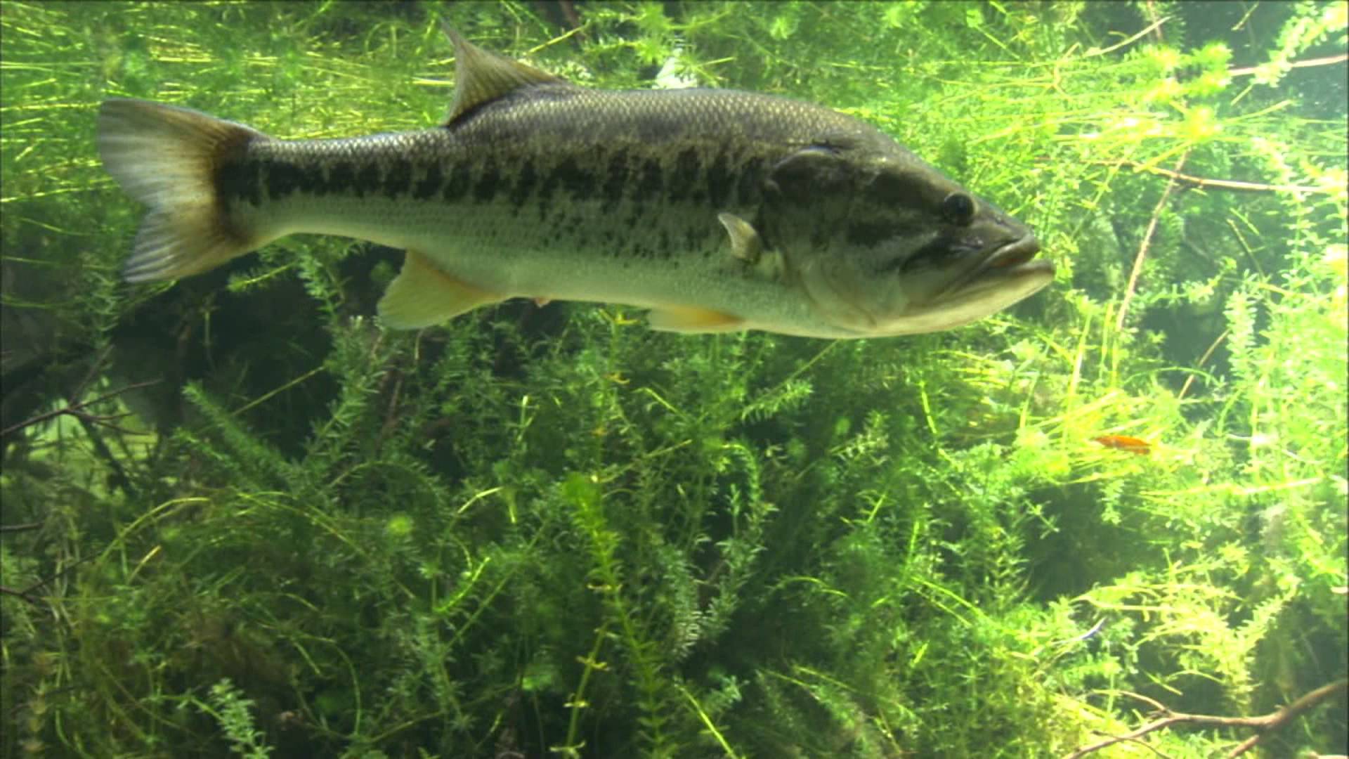 Largemouth Bass Underwater