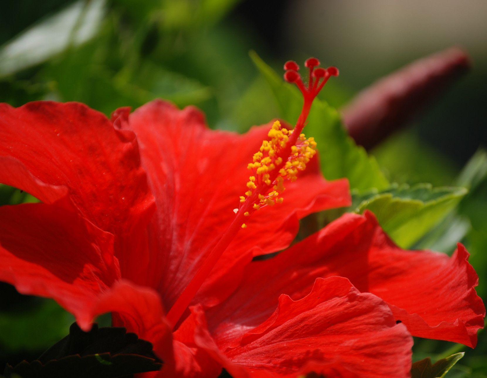 Hibiscus Flower Wallpaper and Picture Items