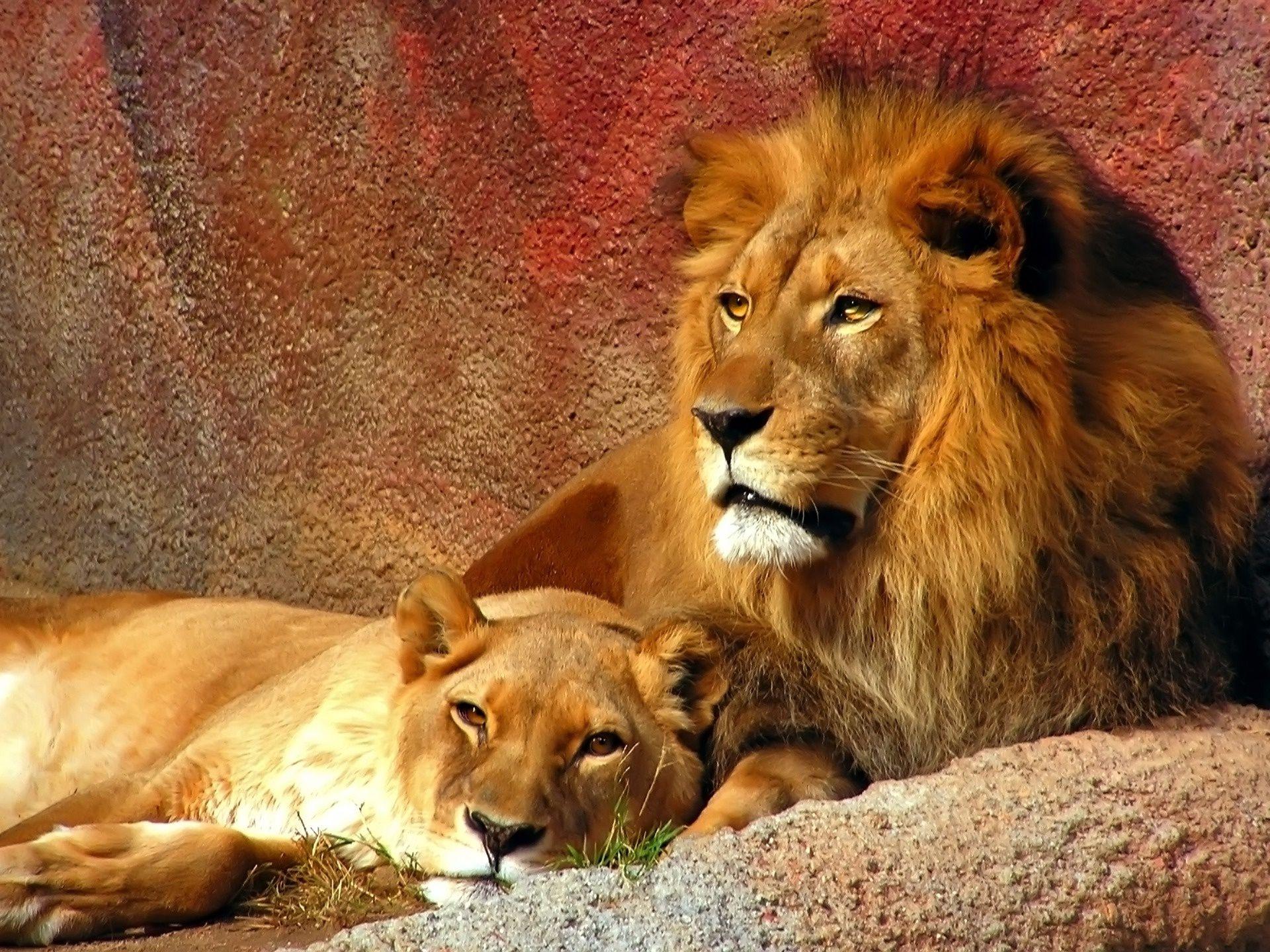 Resting Lion & Lioness Wallpaper and Photo Download