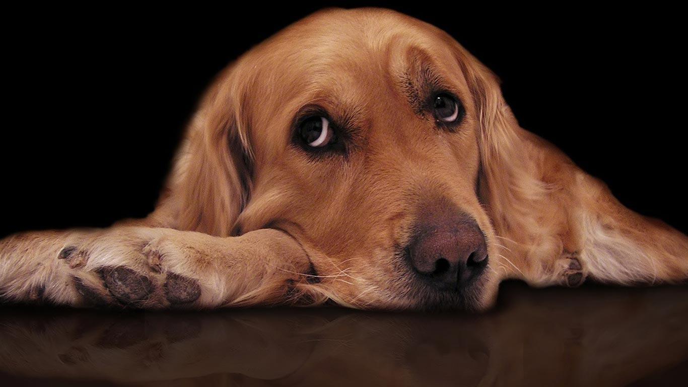 Desktop Wallpaper · Gallery · HD Notebook · Sad dog netbook