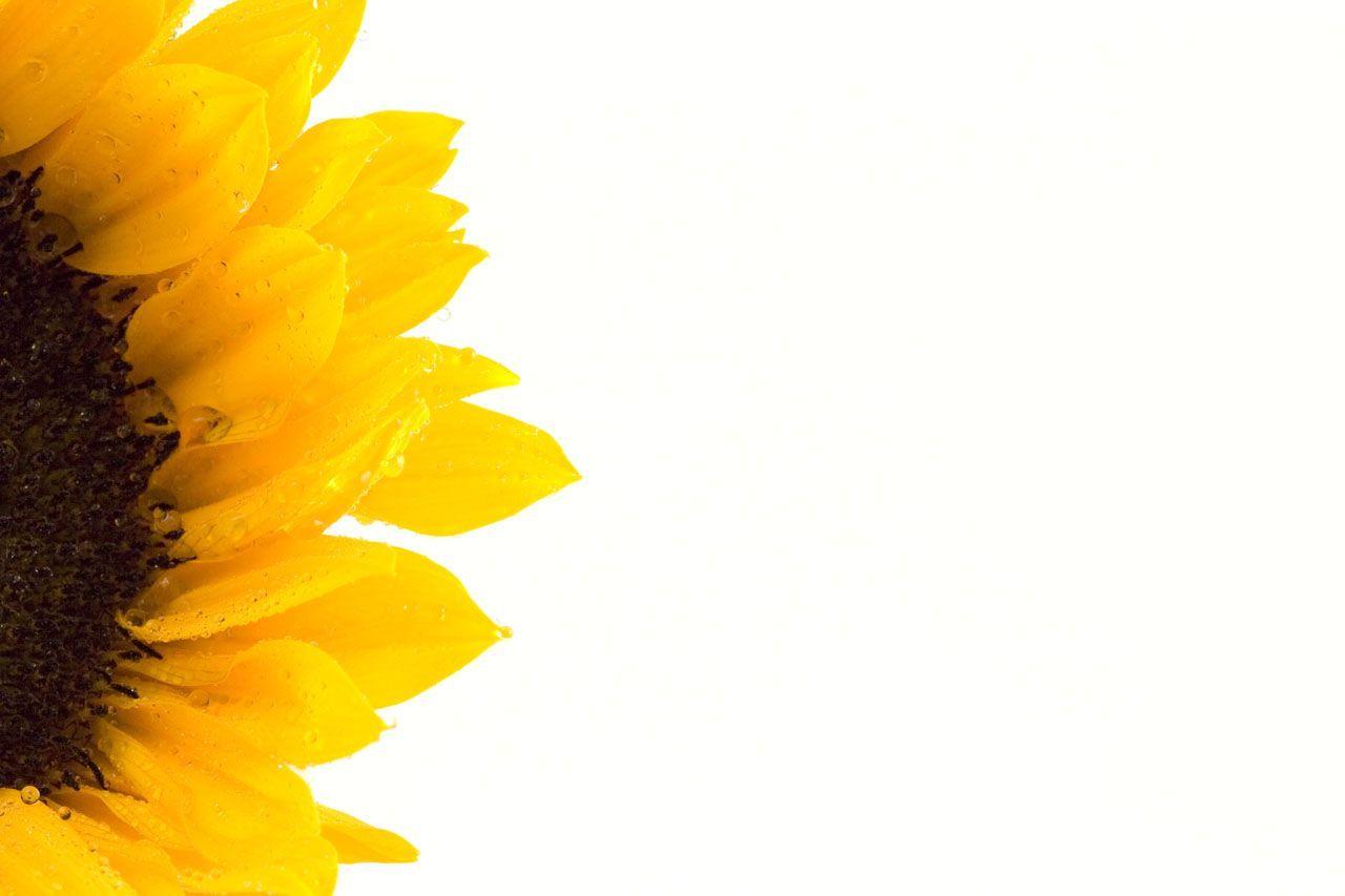 Wallpaper For > Sunflower Tumblr Background
