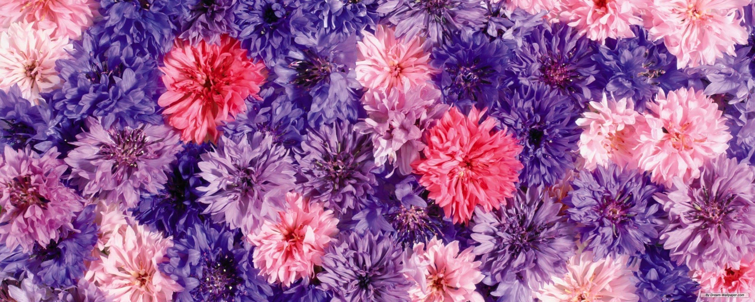 Download Dual Screen Flower Wallpaper 2560x1024. HD Wallpaper