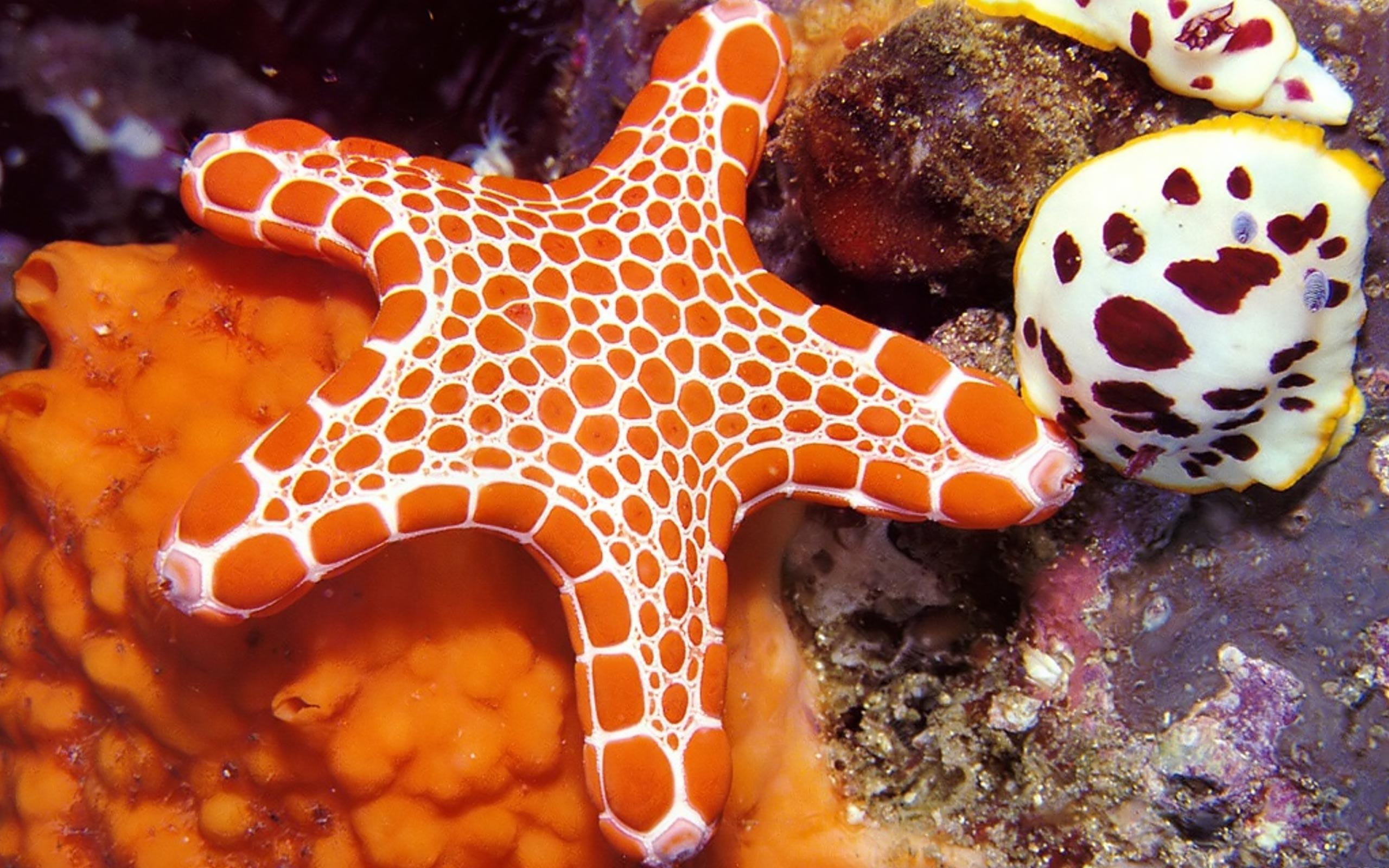 Desktop Wallpaper · Gallery · Animals · Starfish ocean wallpaper