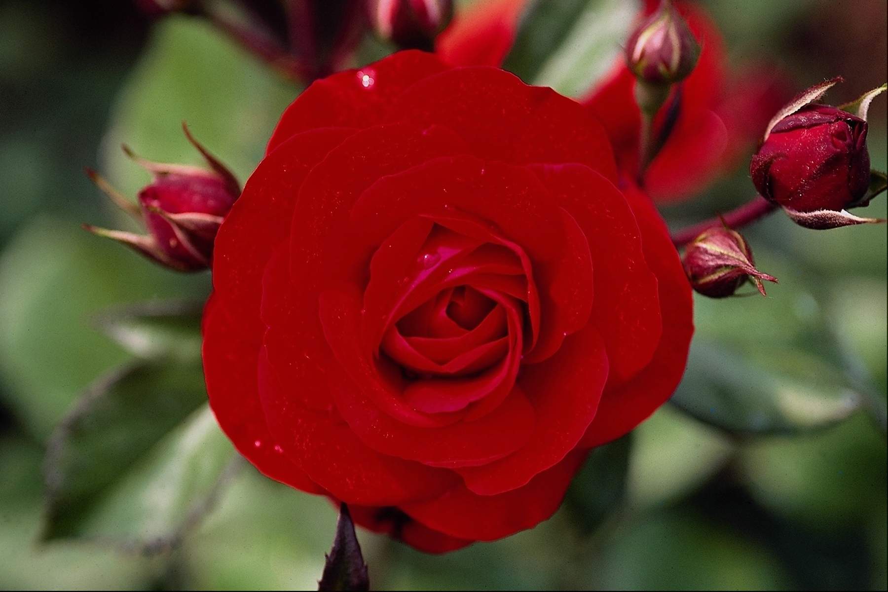 Beautiful Red Rose Flower Image Wallpaper. ForestHDWallpaper
