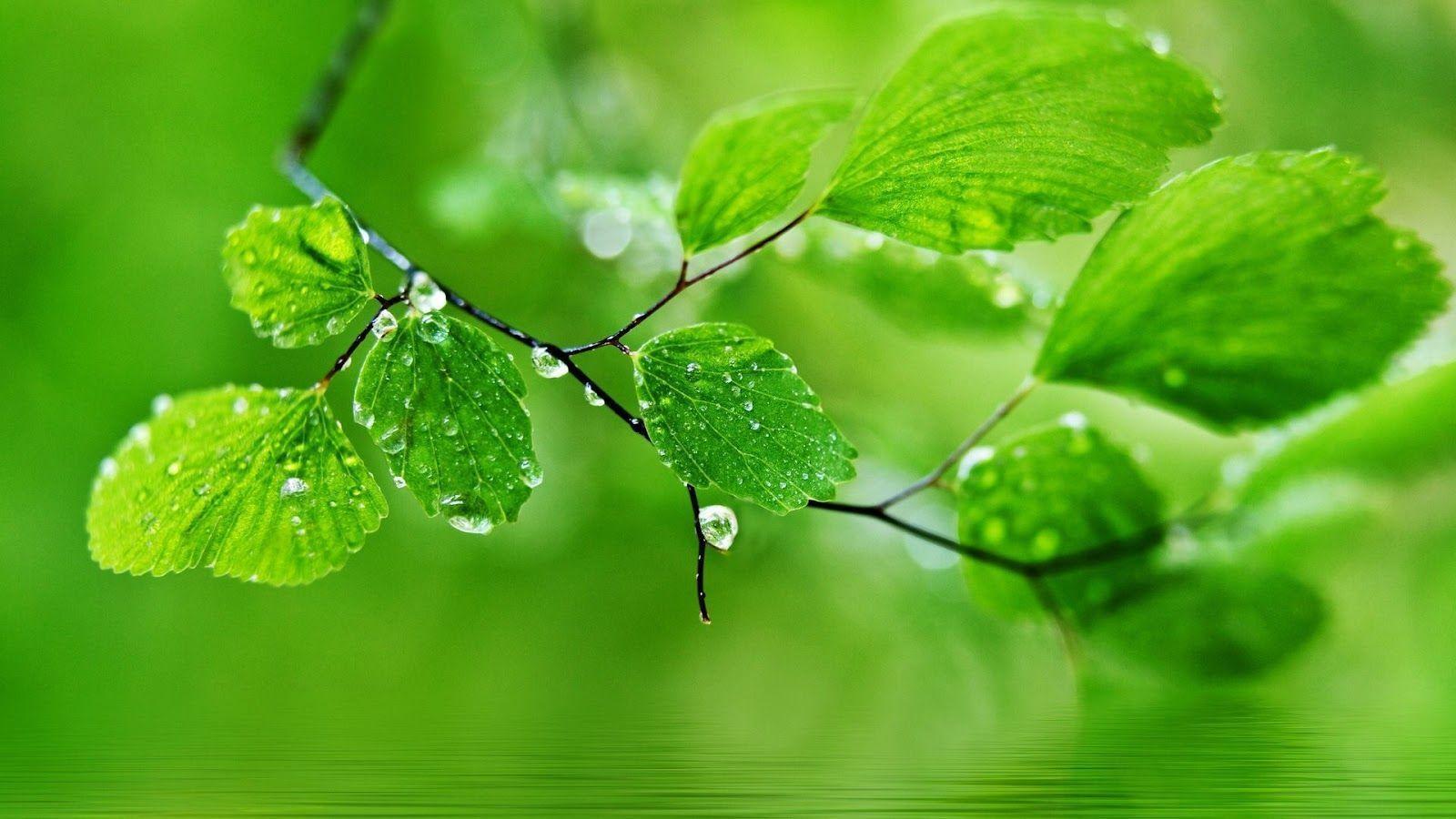 Water Drops On Leaves HD Desktop Wallpaper For Android. Free