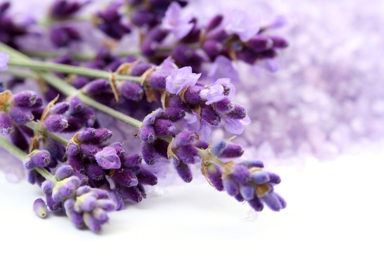 Lavender Flowers Wallpaper