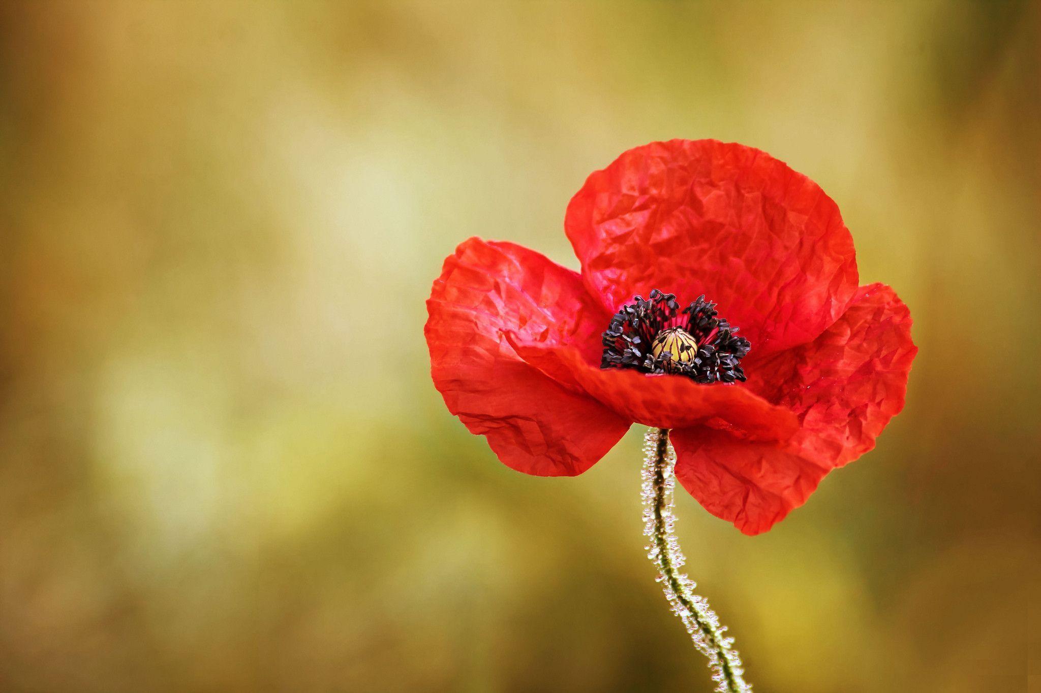 Wallpapers Poppies - Wallpaper Cave