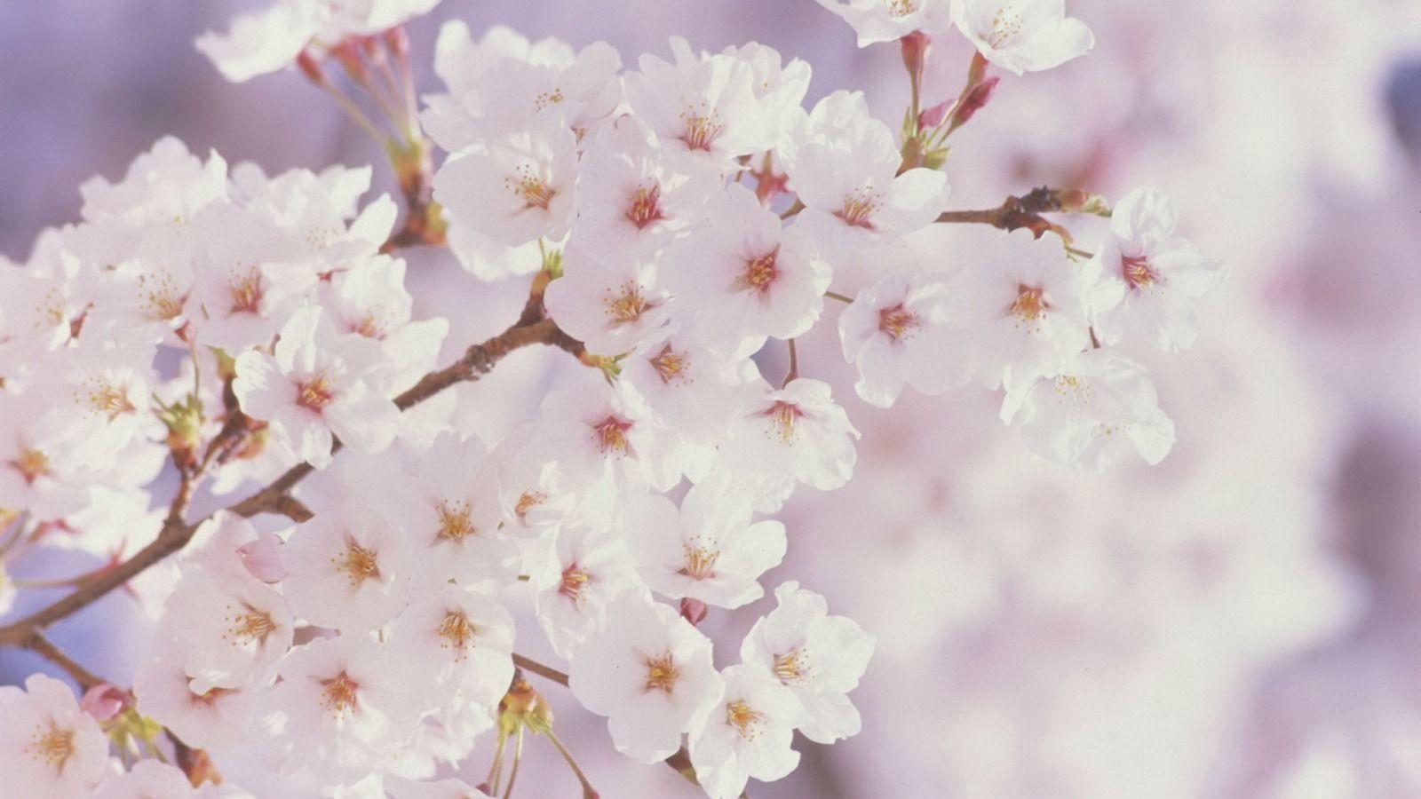 Wallpaper For > Cherry Blossom Wallpaper HD