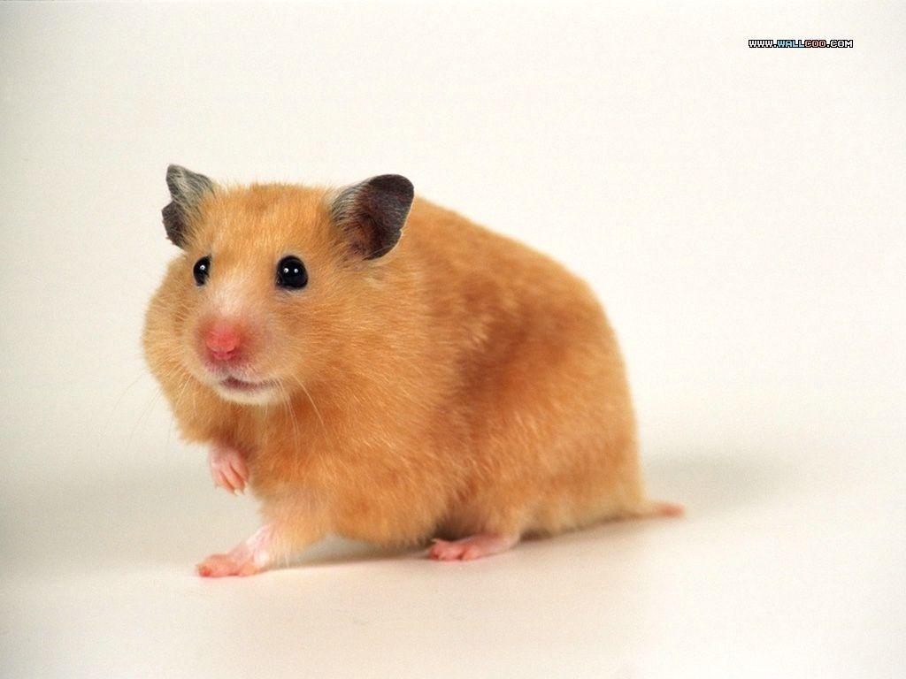 Cute Pet Hamster Wallpaper / Photo9