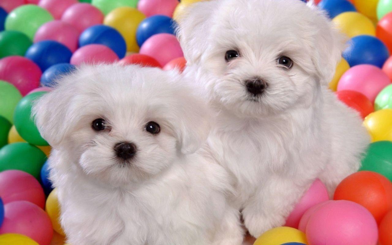 Dog Puppies Cute White 74190 HD Wallpaper Image