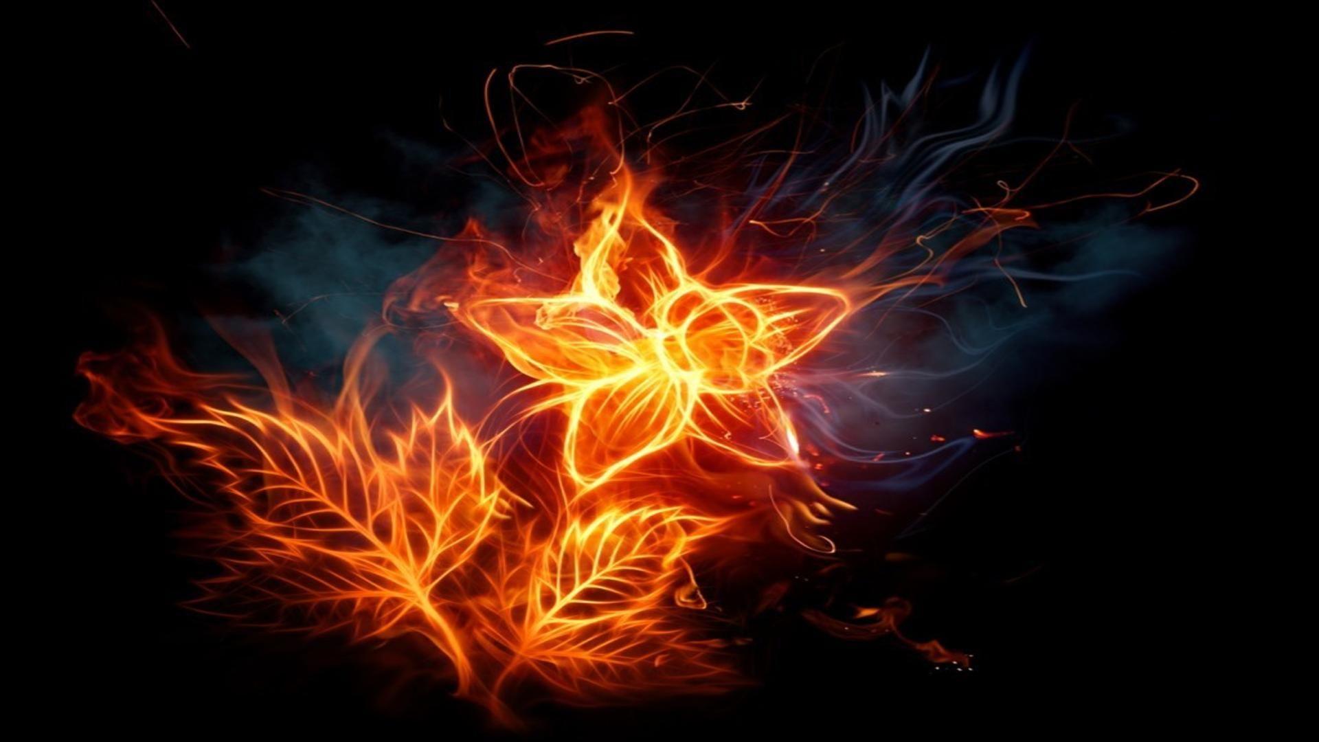 Flower on fire free desktop background wallpaper image