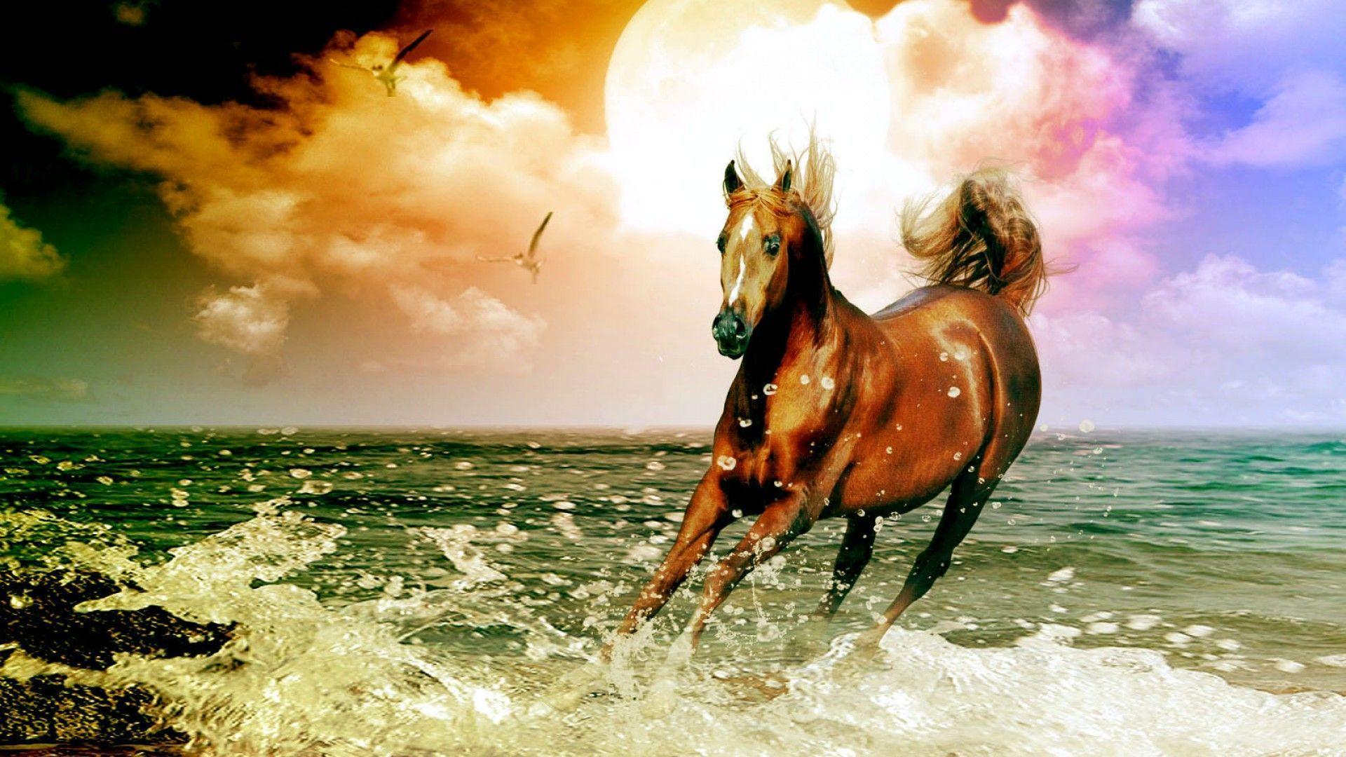 Arabian Horse Beach Desktop Wallpaper. High Quality Wallpaper