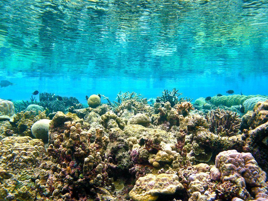 Anemones Coral Reef, Under Water Wallpaper, HD phone wallpaper