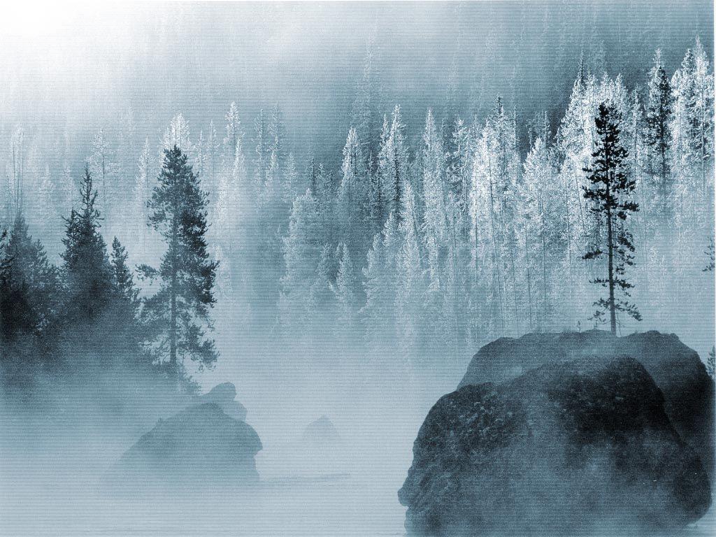 Winter Trees Best HD Wallpaper. maswallpaper