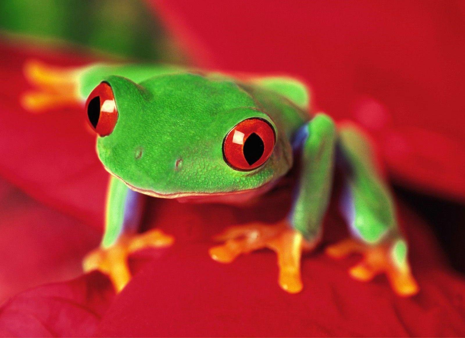 Desktop Background Cool Wallpaper Frog, Wallpaper, HD