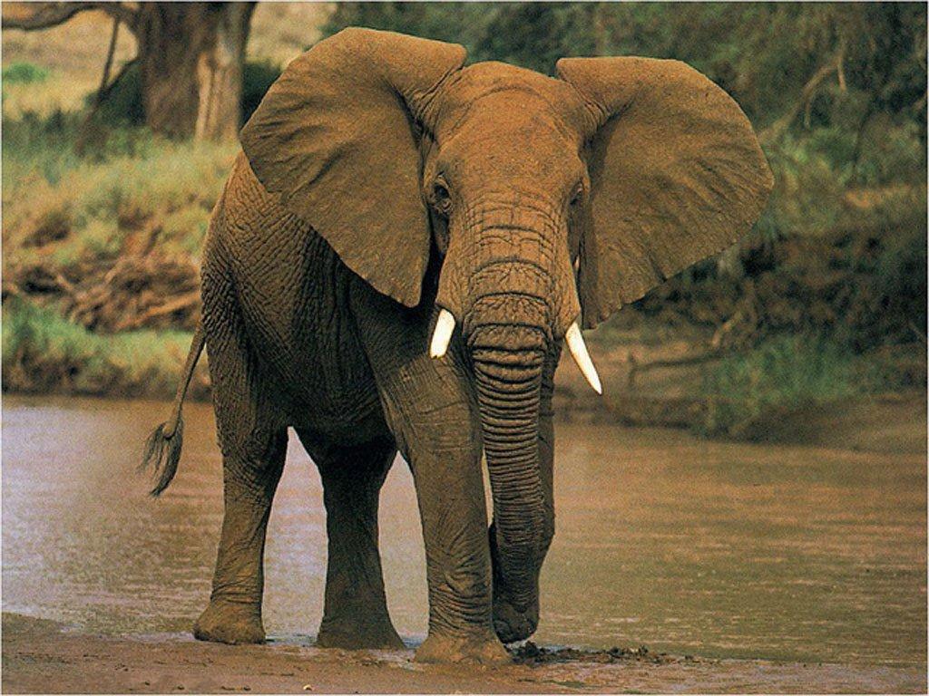 African Elephant Wallpaper 23456 HD Wallpaper in Animals