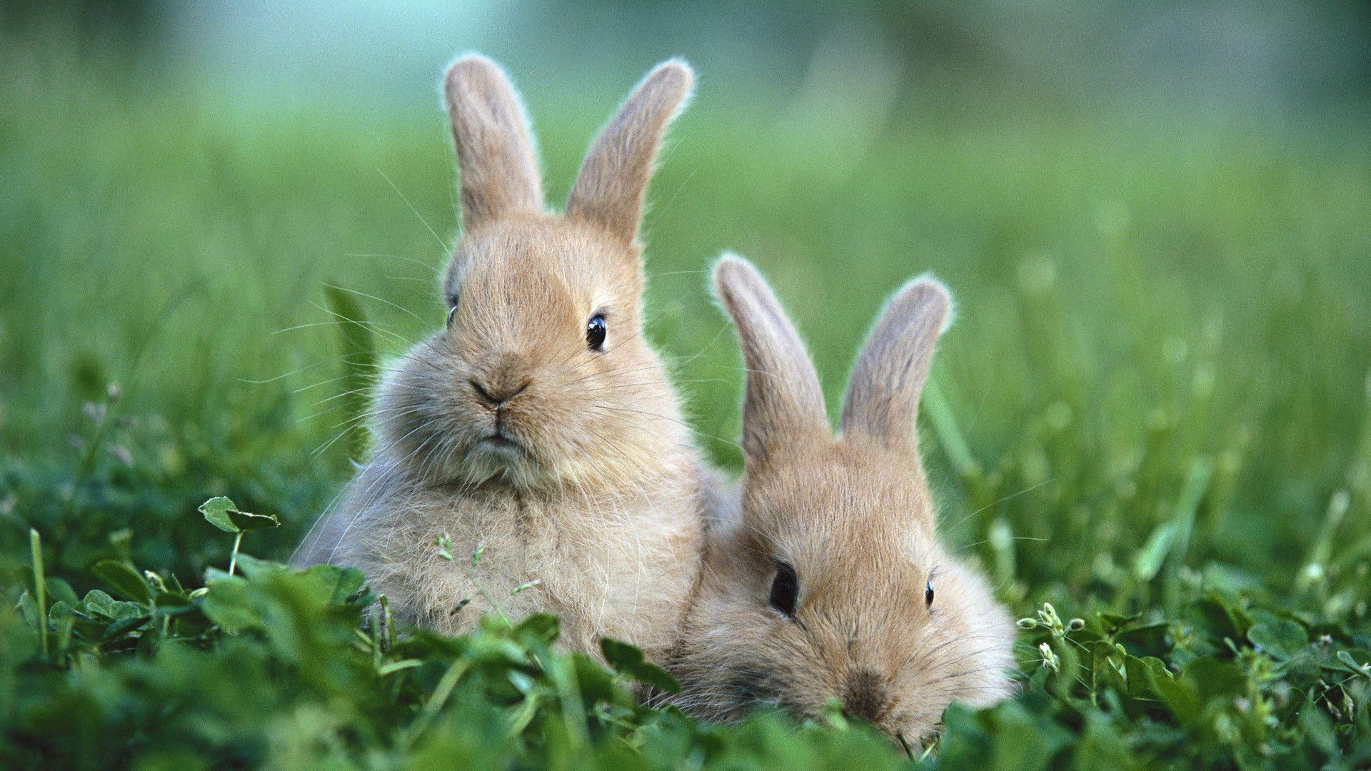 Cute Bunnies (id: 162936)