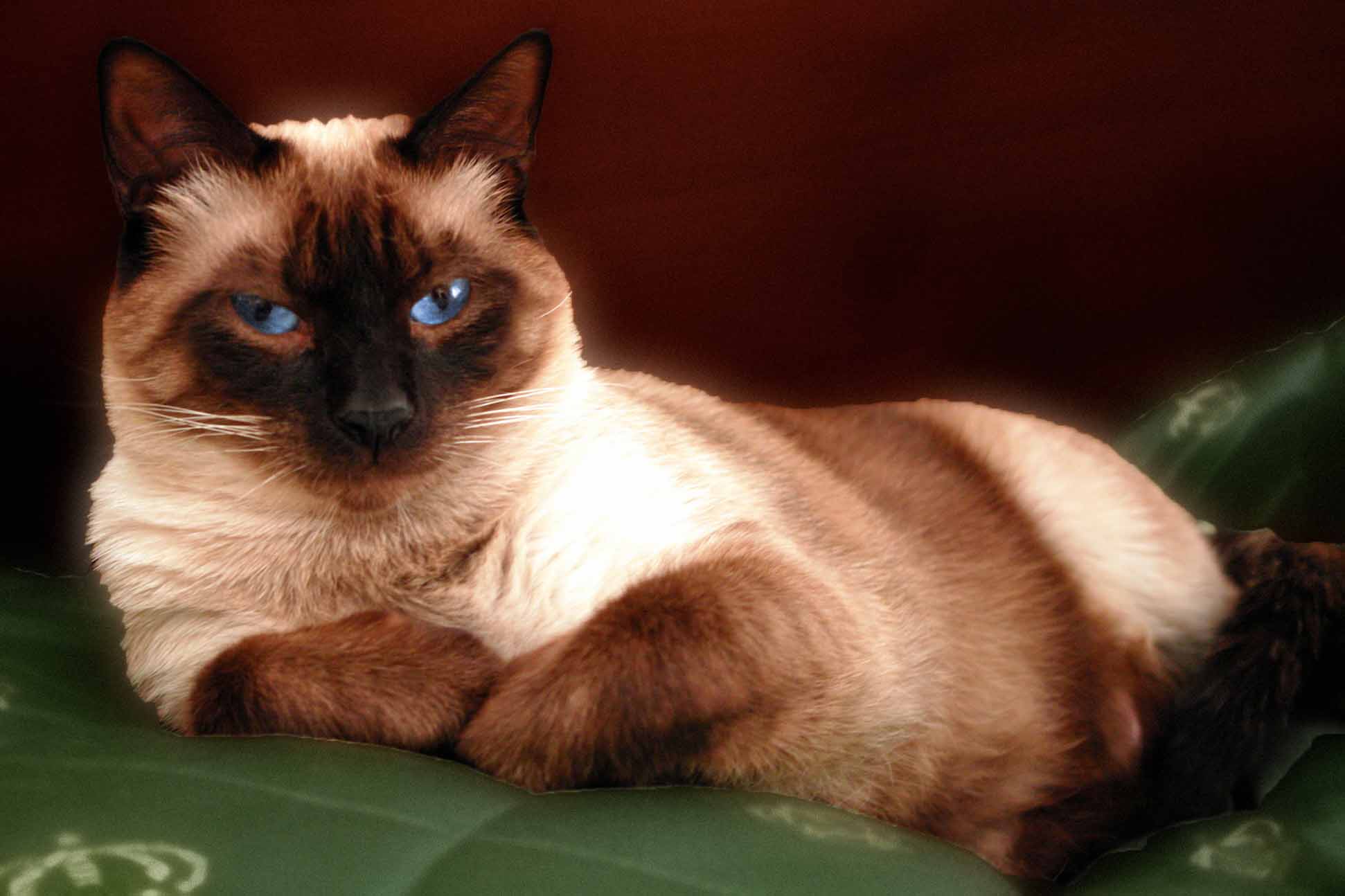 Blue Eyes Siamese Cat Wallpaper