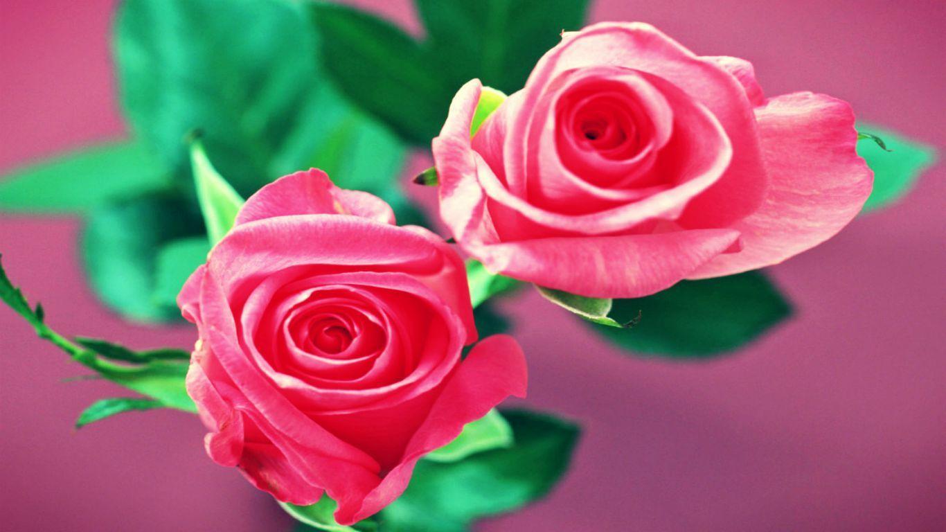 beautiful_rose_flowers_hd_wallpaper_for_desktop (7)