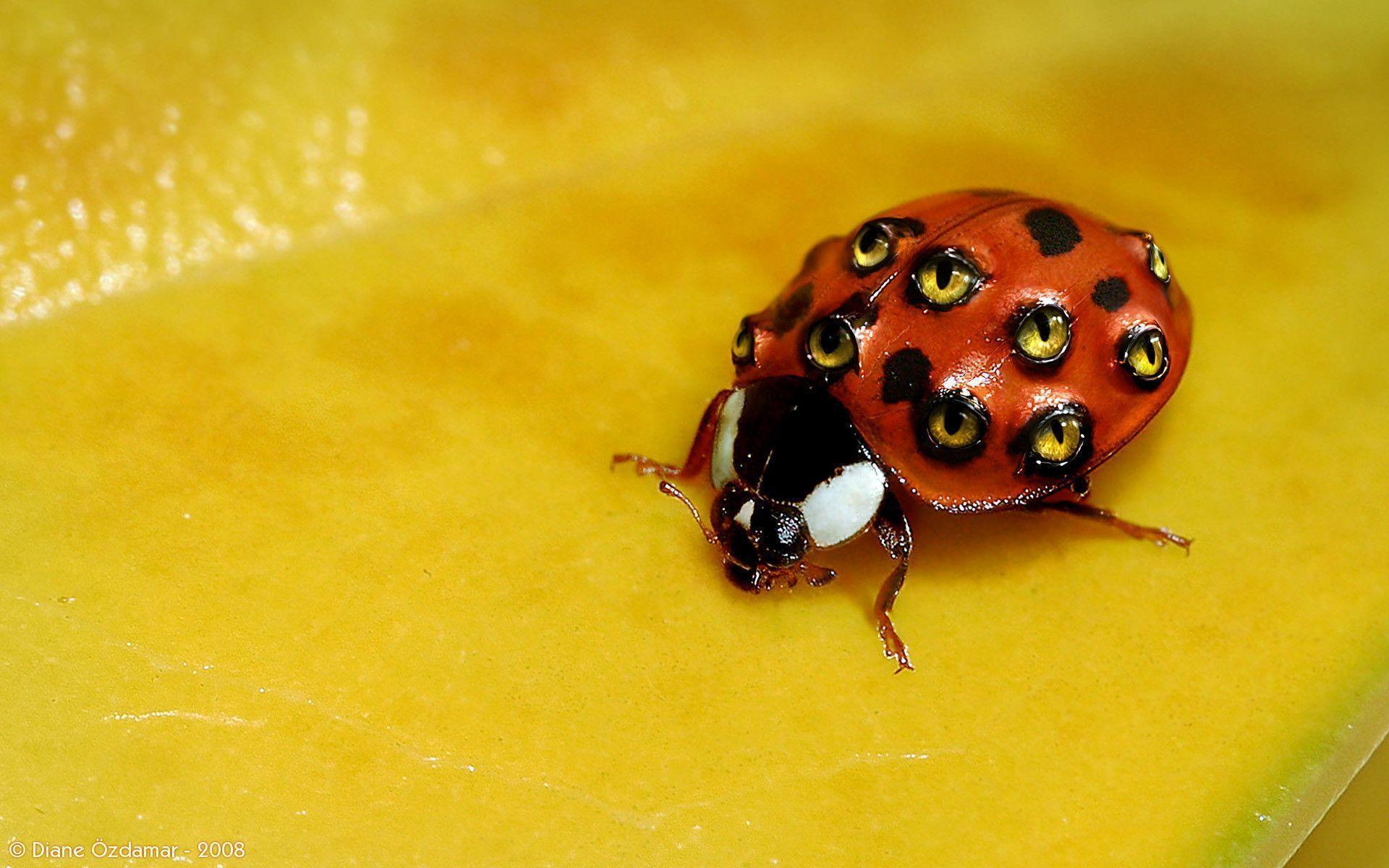 Weird Ladybug wallpaper
