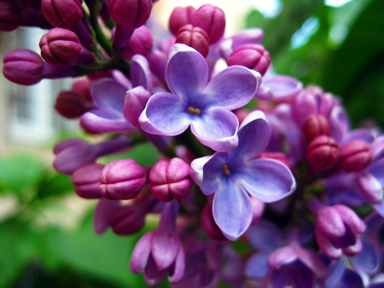 Flowers For > Lilac Flower Wallpaper