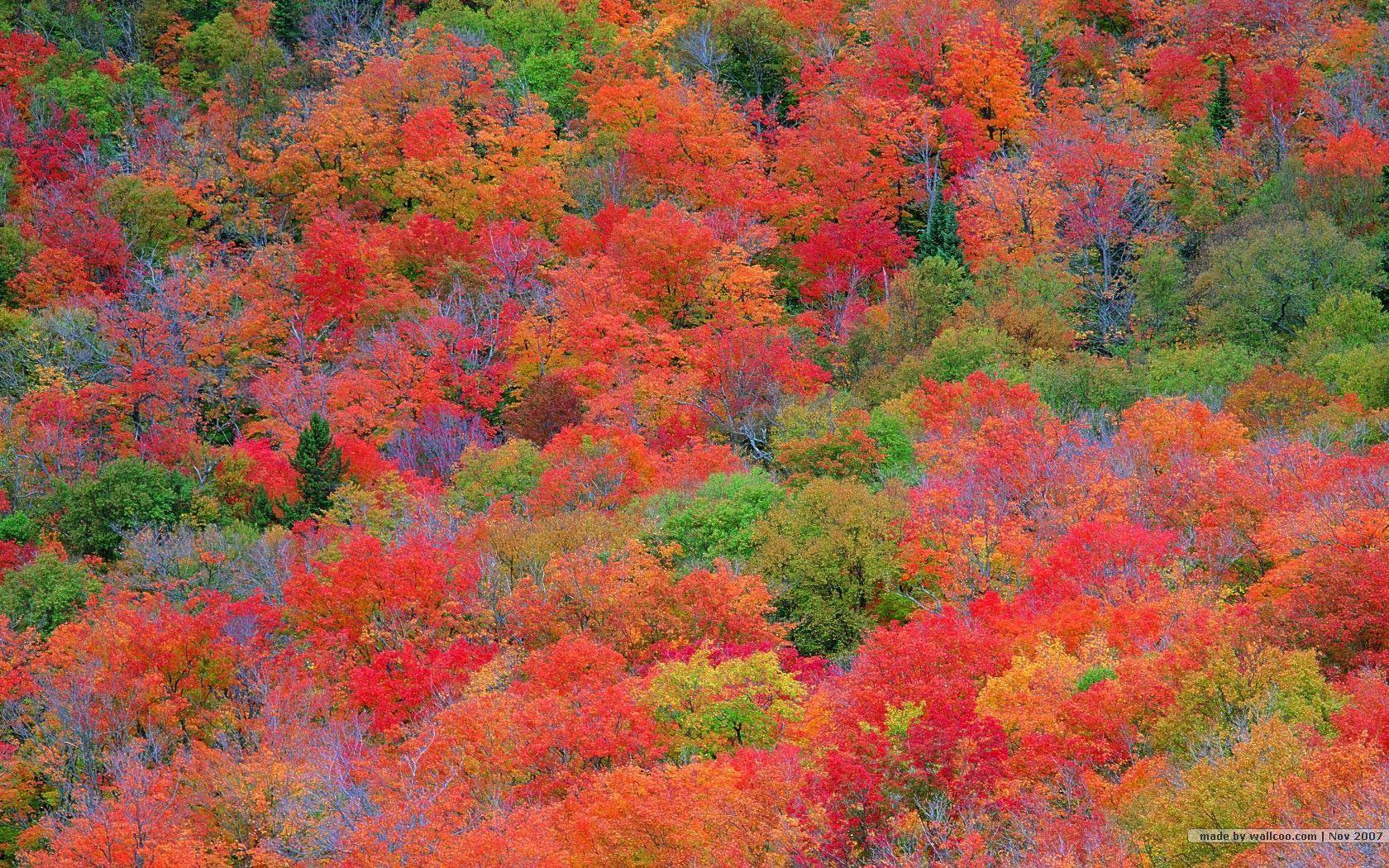 Fall Leaves Computer Wallpaper Free Fall Colors