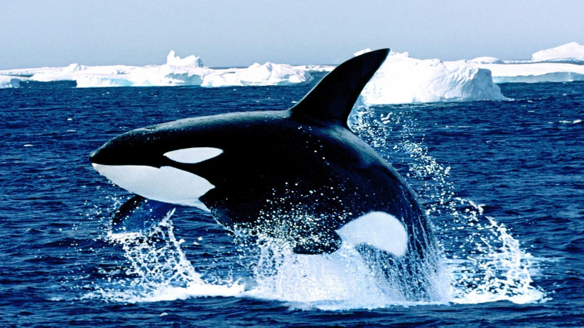 Emerging killer whale free desktop background wallpaper image