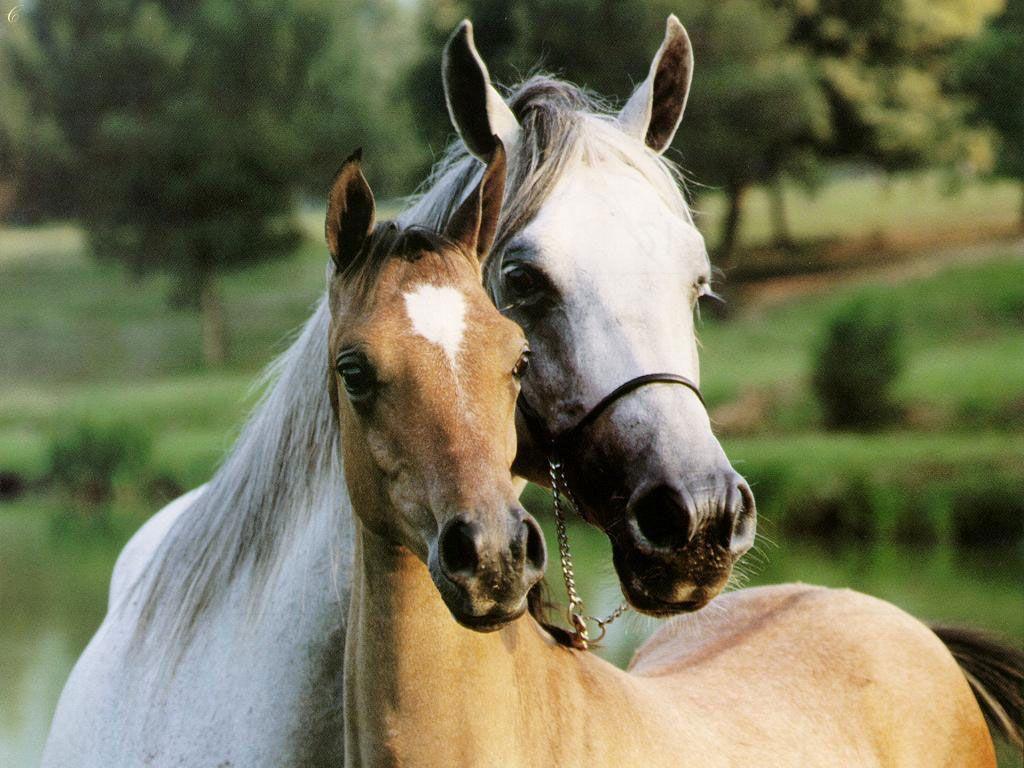 Animals For > Beautiful Horse Wallpaper