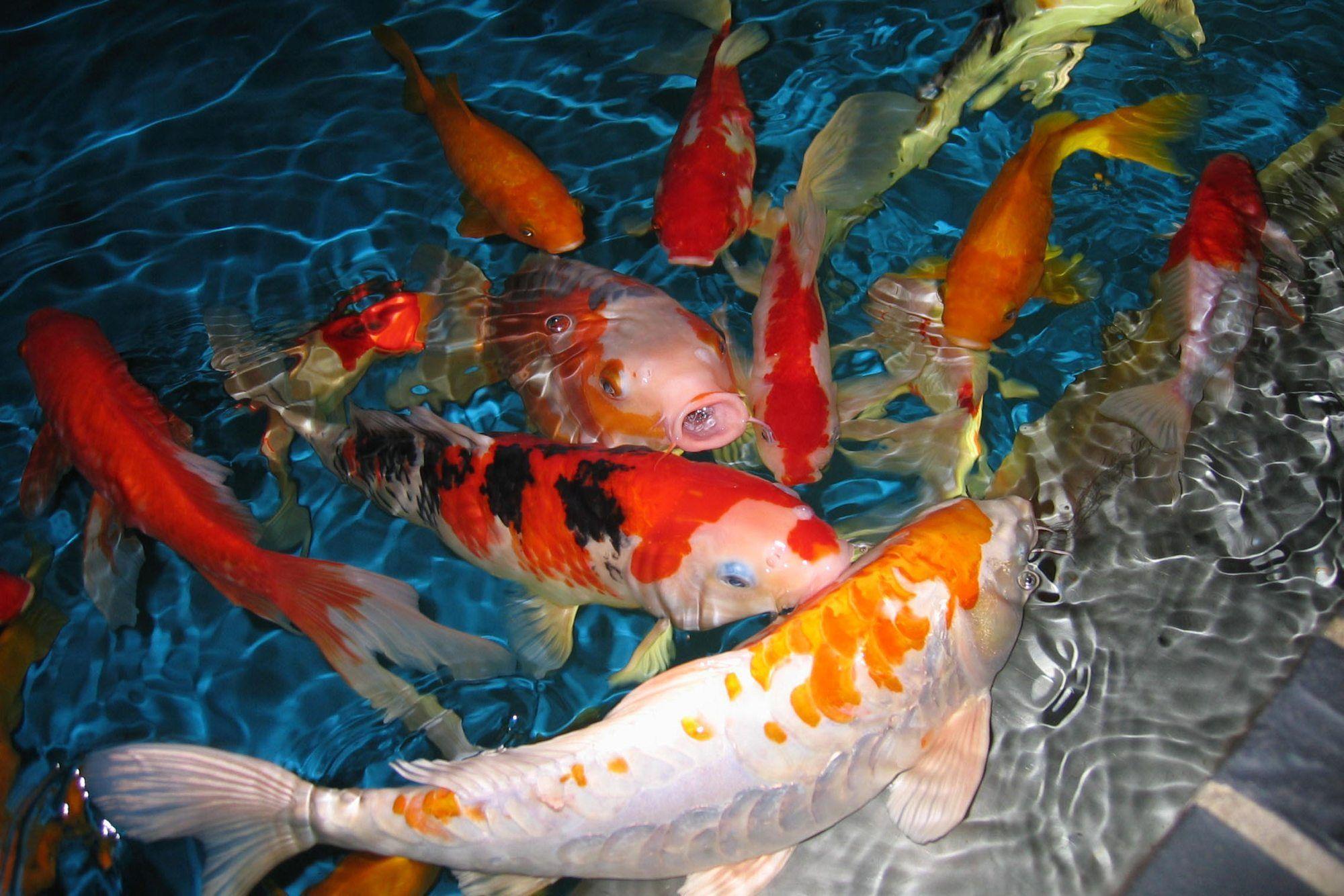 Beautiful Koi Fish Dancing