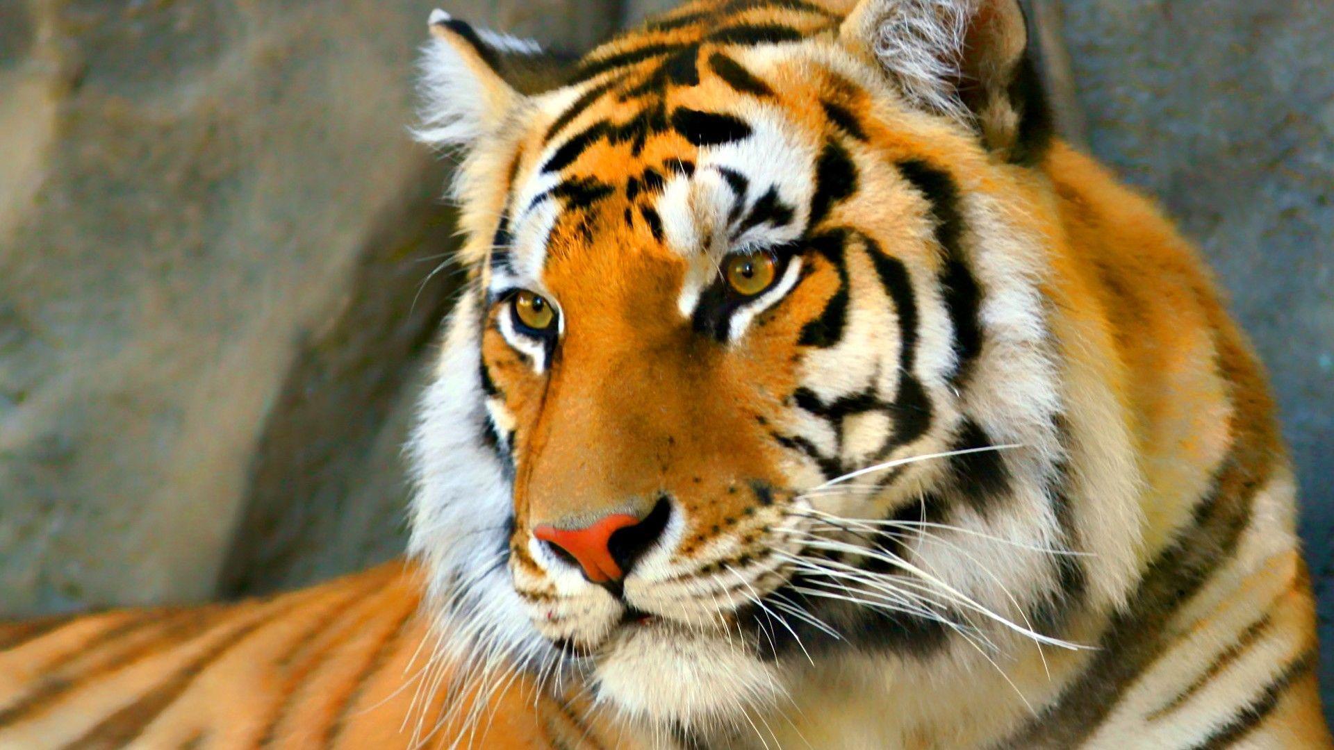 tiger face wallpaper download - Image And Wallpaper free