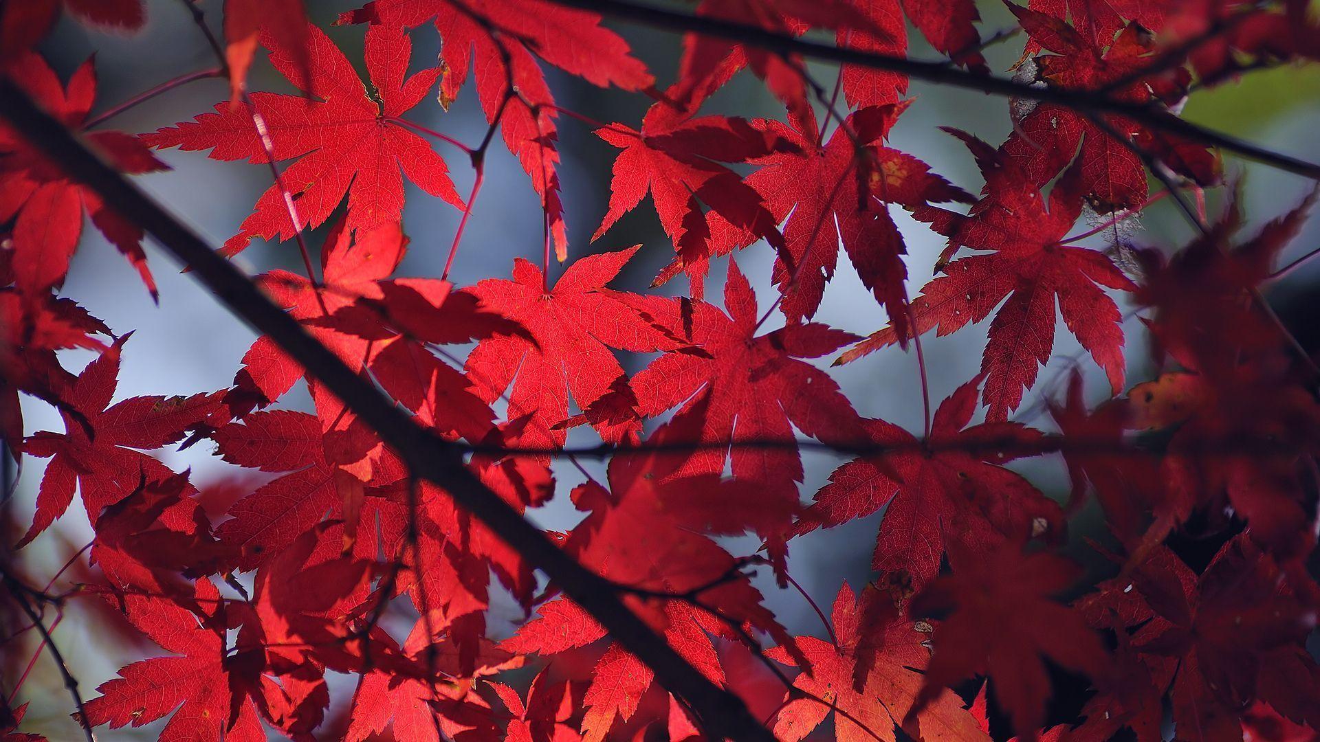 Red leaves Wallpaper