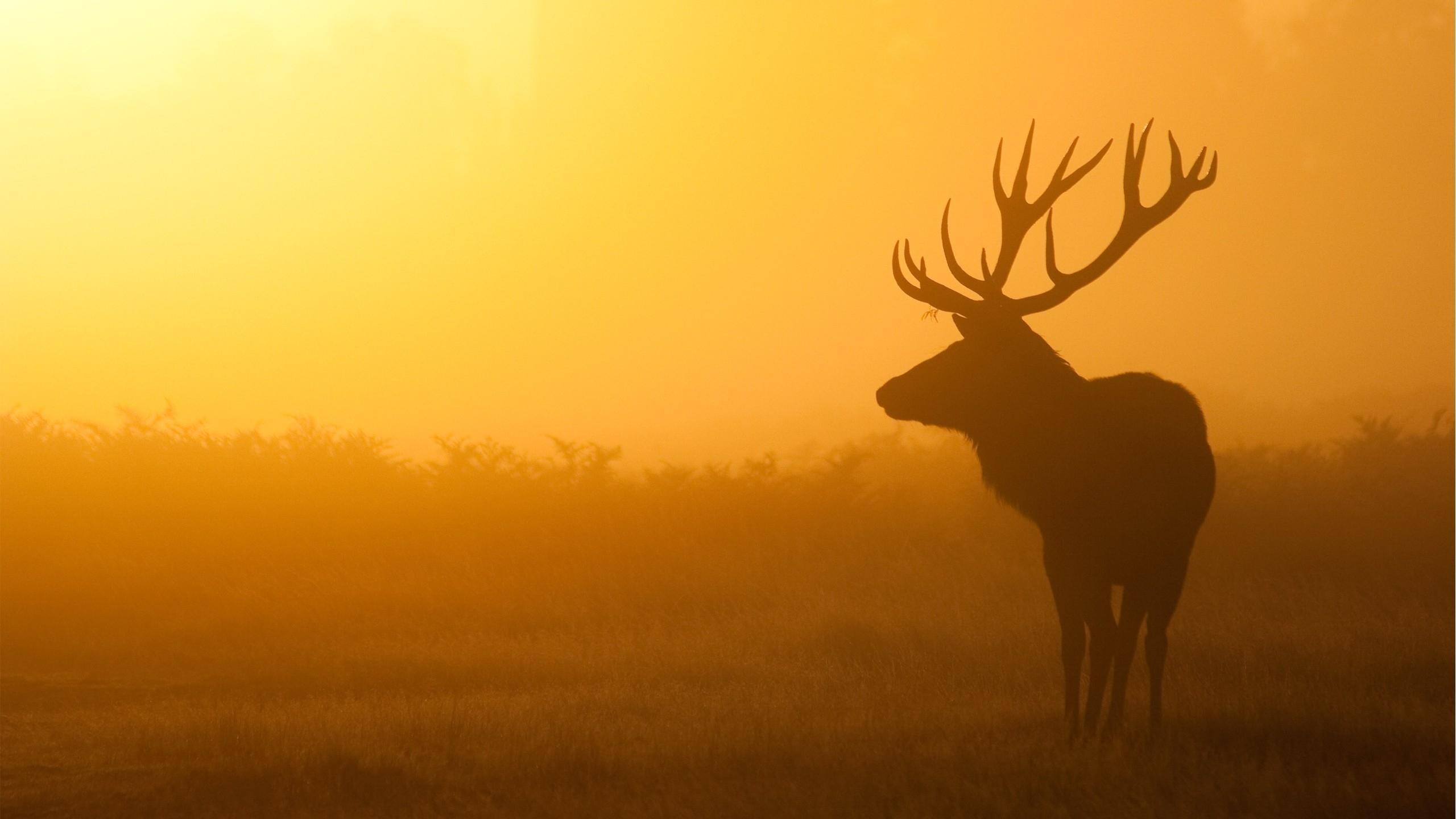 Deer Desktop Wallpapers - Wallpaper Cave