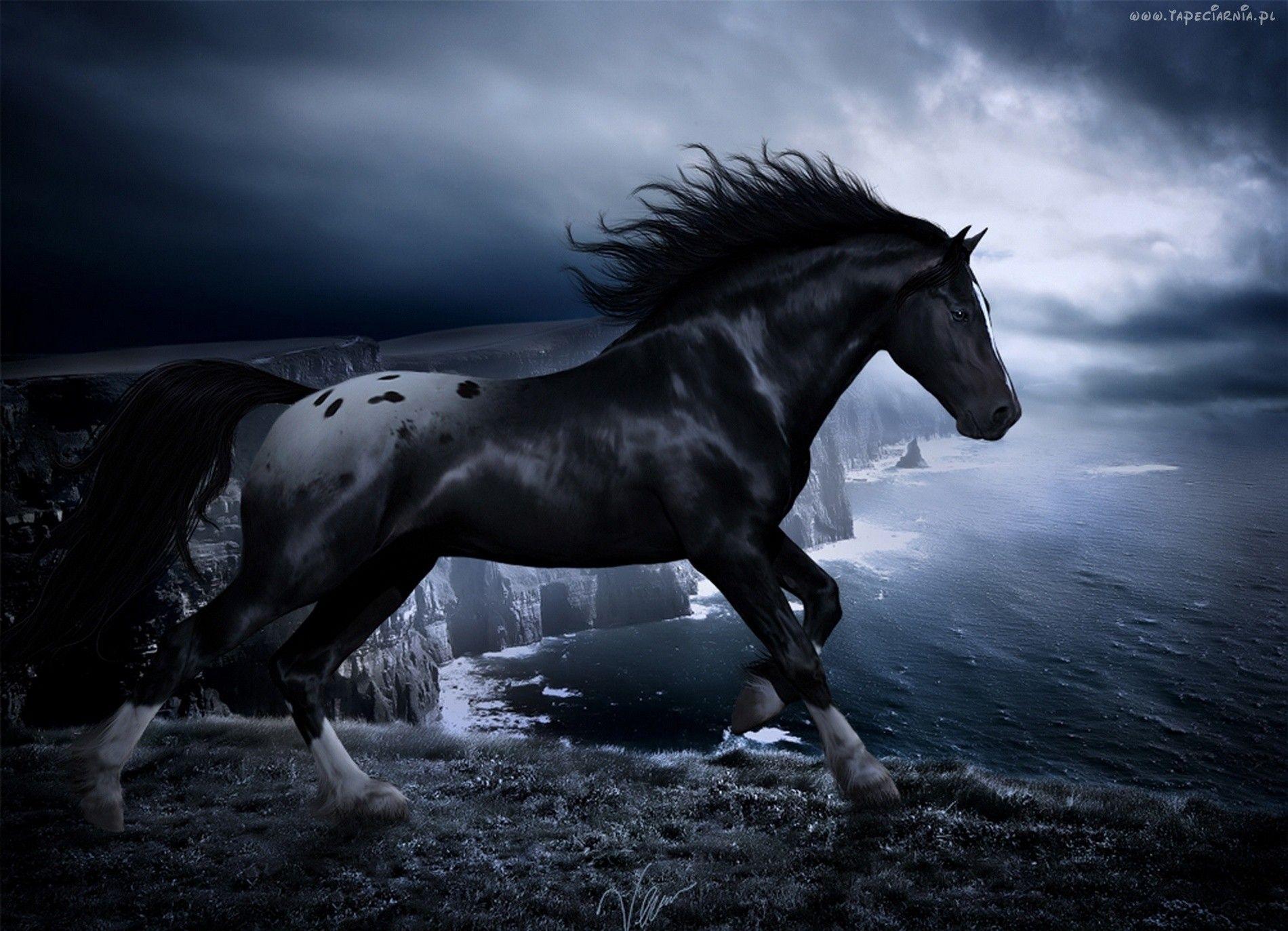 Dark Horse 1790 Horse Animal HD Free Wallpaper Background Image