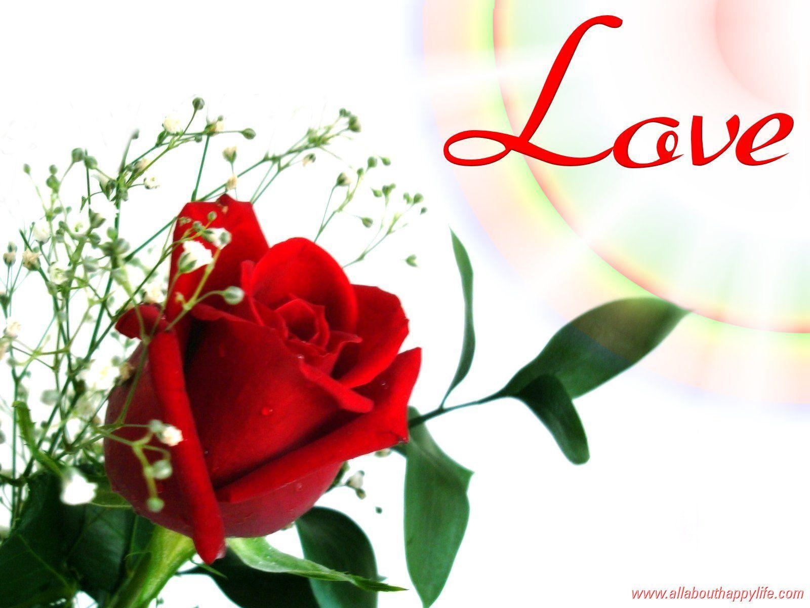 Red Rose Love Wallpapers - Wallpaper Cave