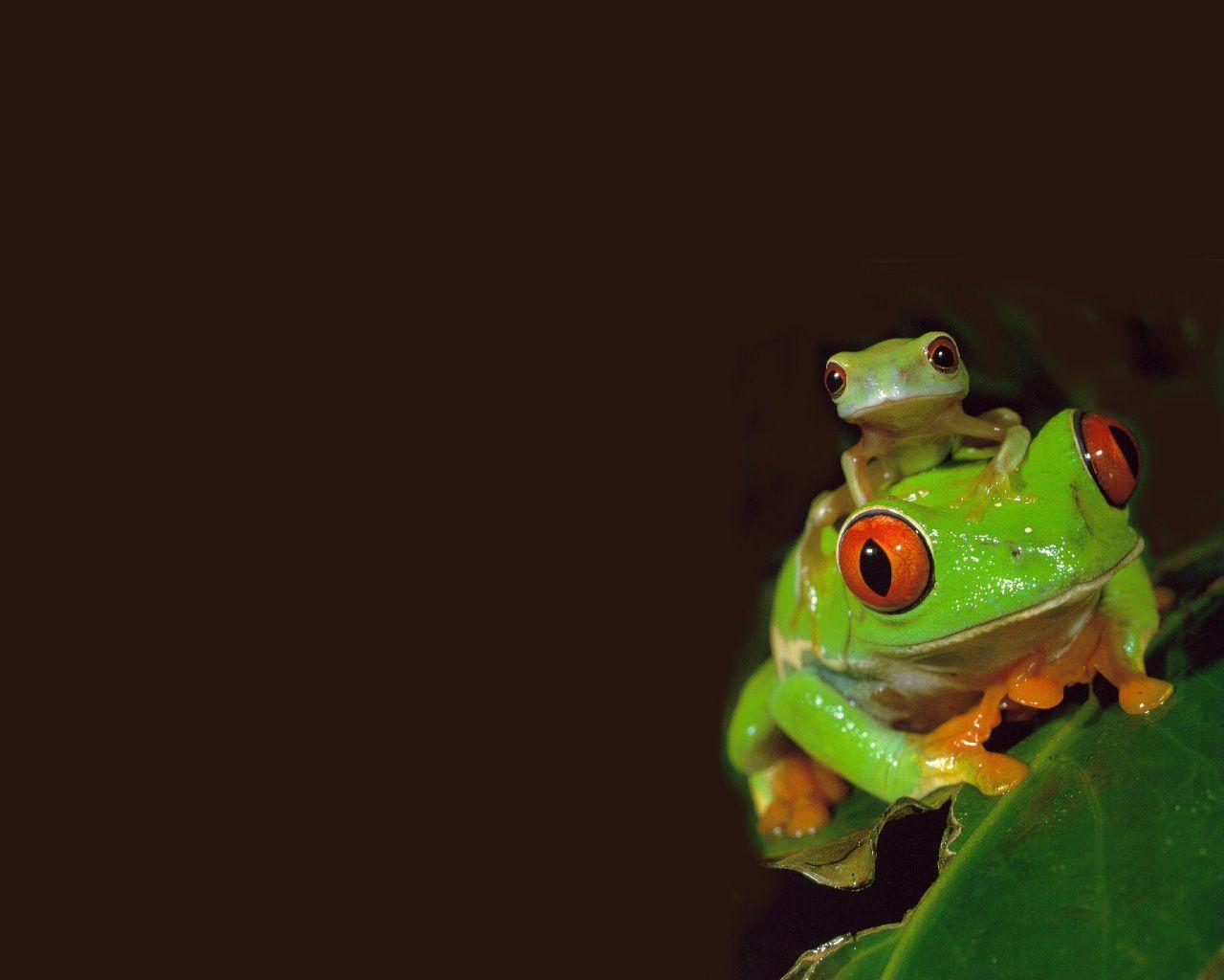 Red Eyed Tree Frog / Animals / Desktop HD, iPhone, iPad