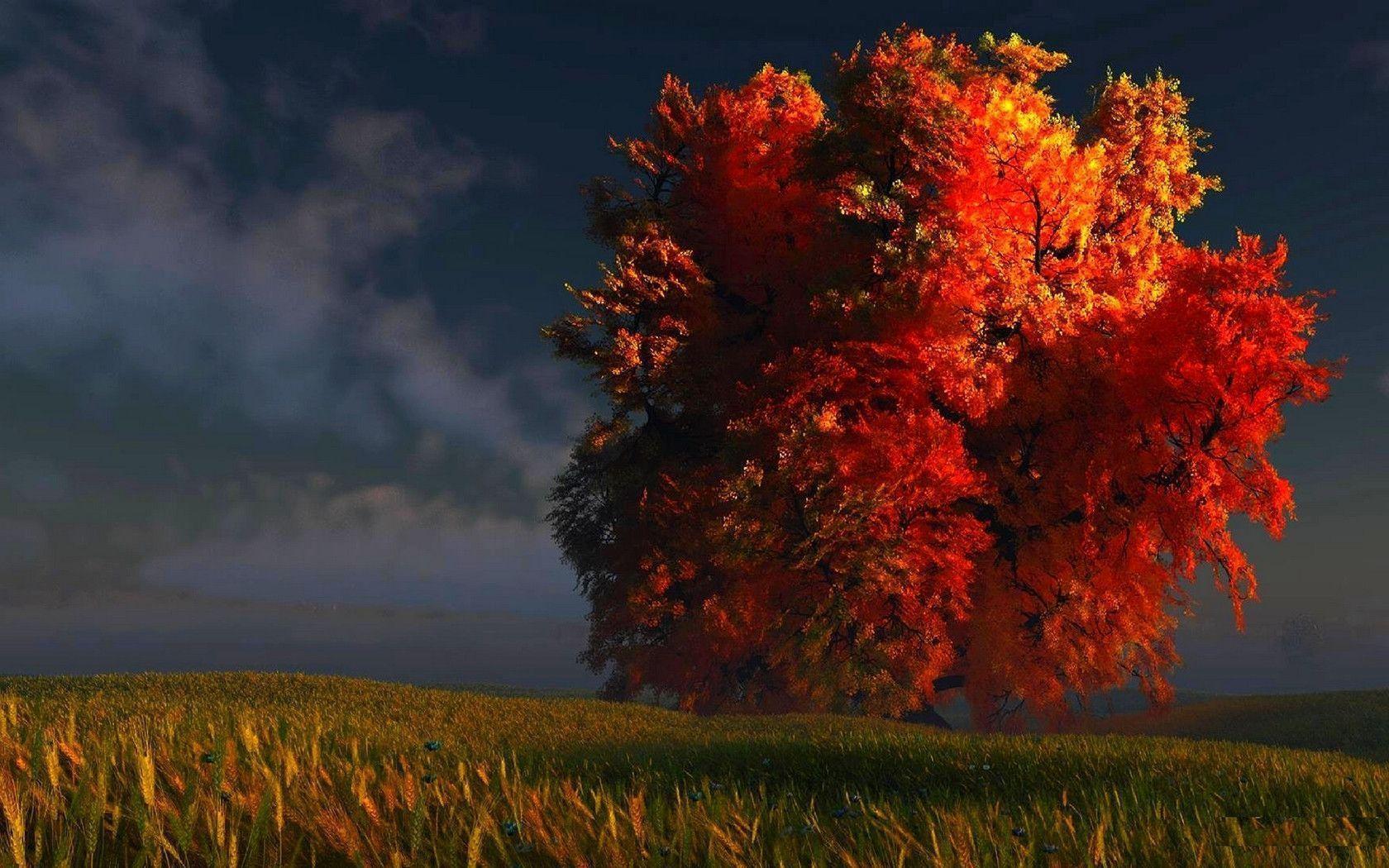 fall tree wallpaper Search Engine