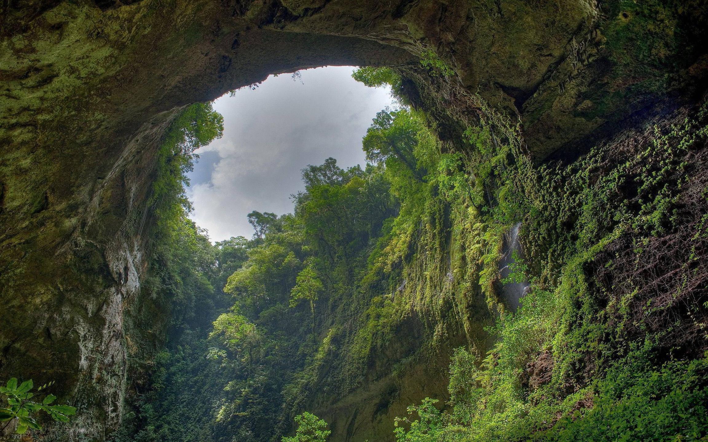 Rainforest Hole Wallpaper