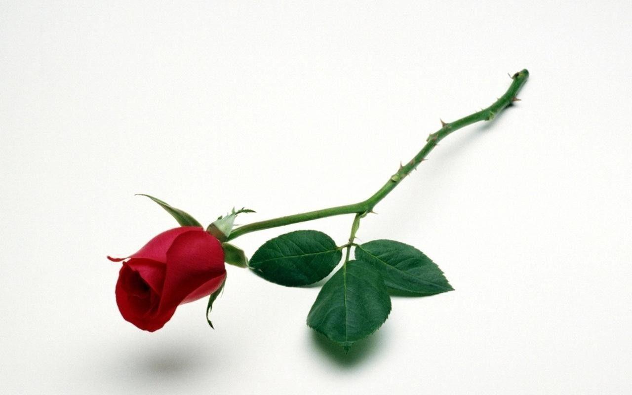 Picture Red Rose Flower On White Background Wallpaper