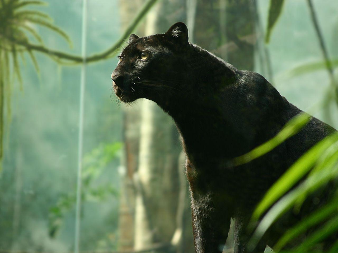 Black Panther Backgrounds - Wallpaper Cave