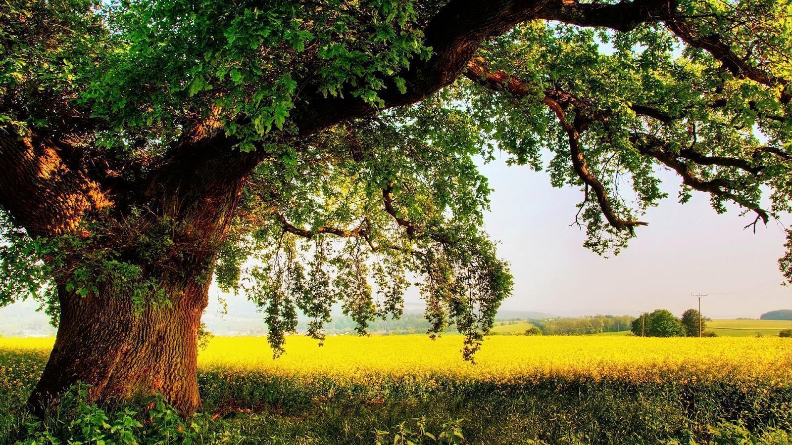 mustard field old oak wallpaper, how to profit from immigration