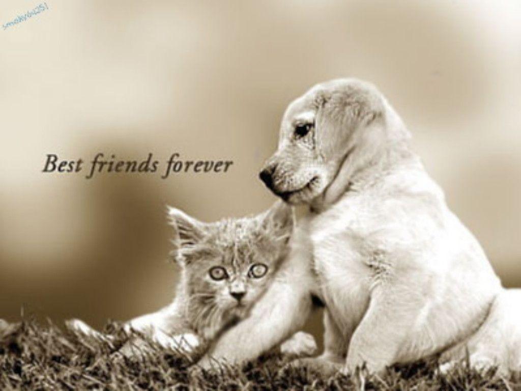 Best Friends Forever Animal Wallpaper, Image & Picture
