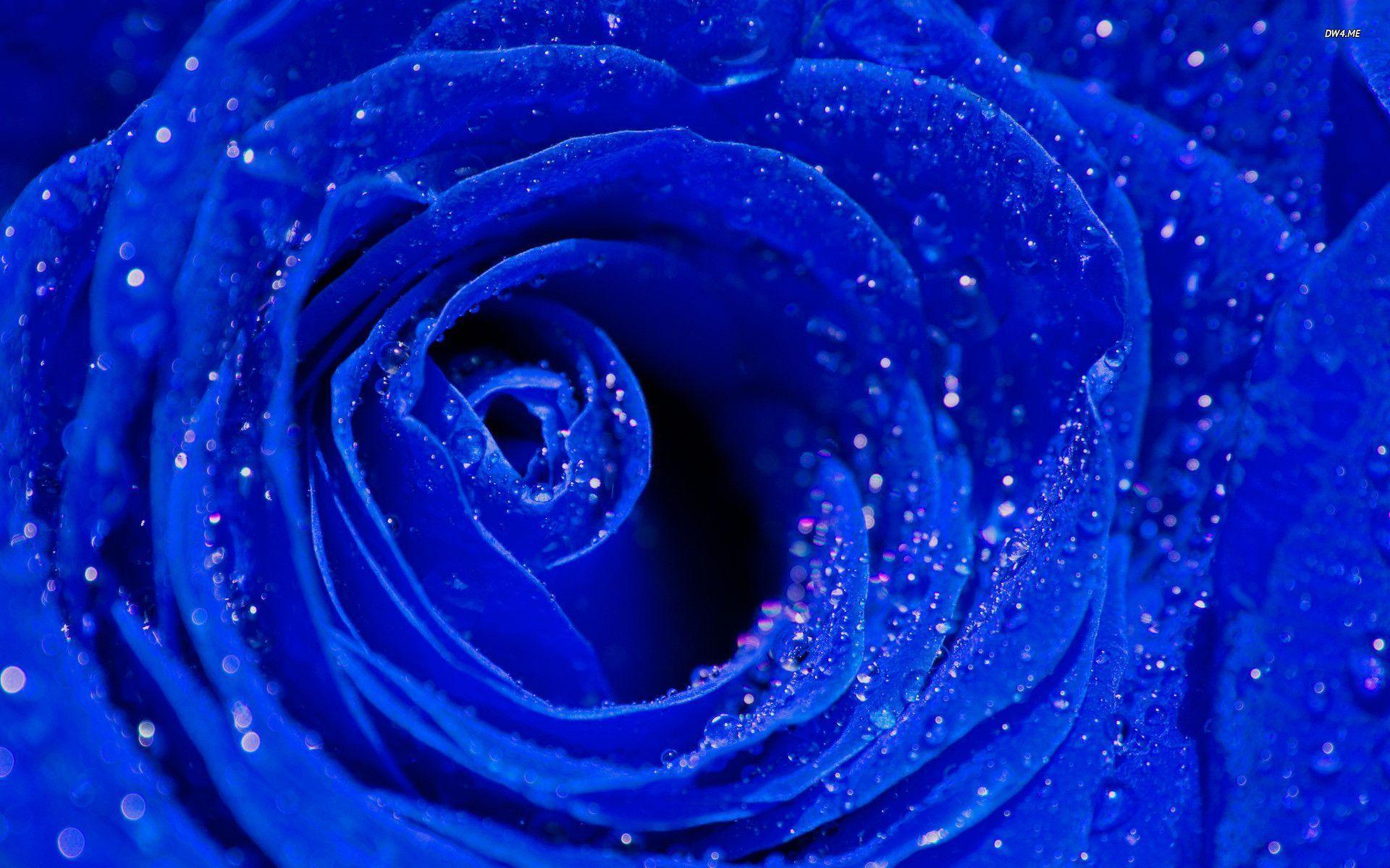 Wallpaper For > Wallpaper Of Blue Roses