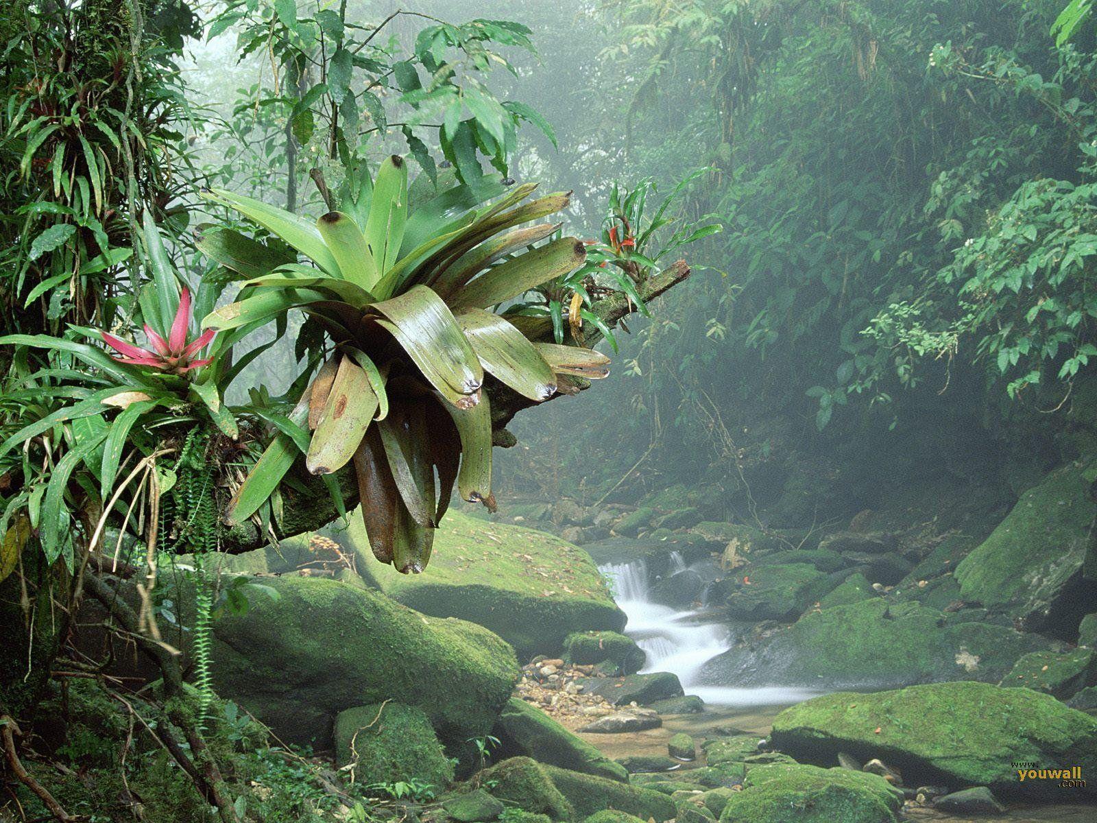 tropical forest wallpaper