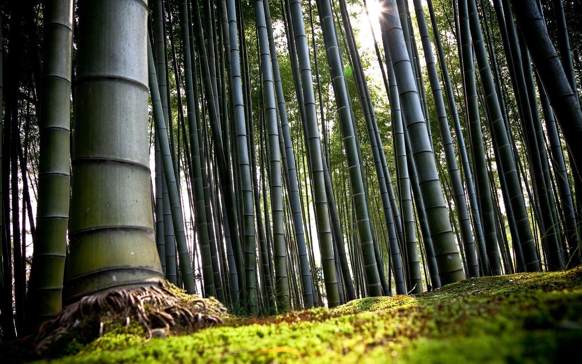 Bamboo Trees Forest HD Computer Background Wallpaper. Background