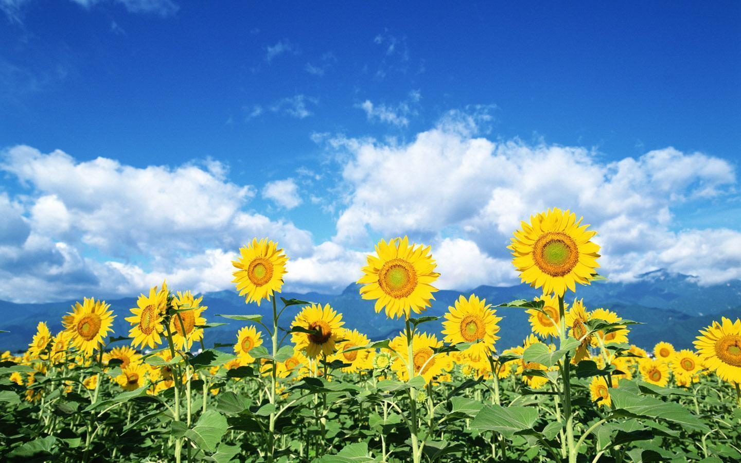 Sunflower For Desktop Wallpaper