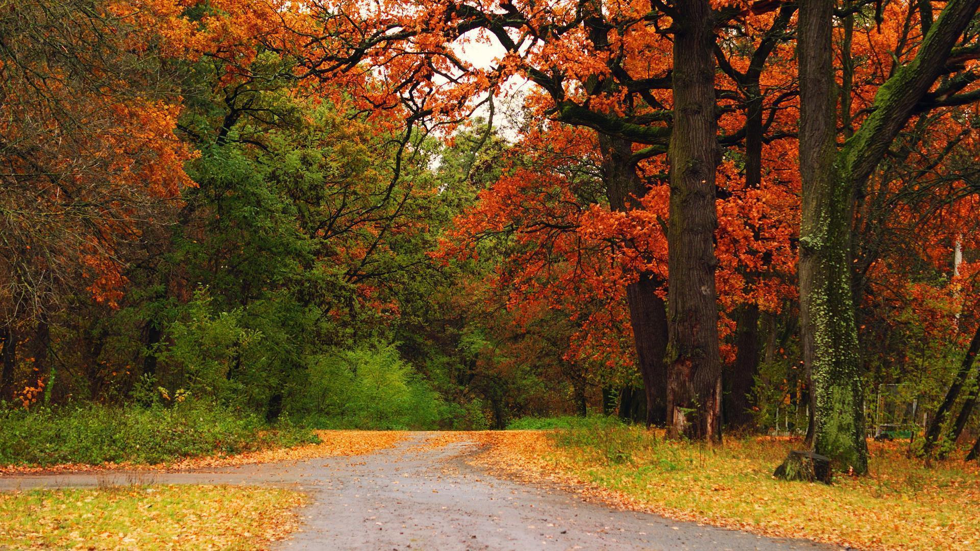 Beautiful Autumn Maple&;s Woods Scenic Background Widescreen
