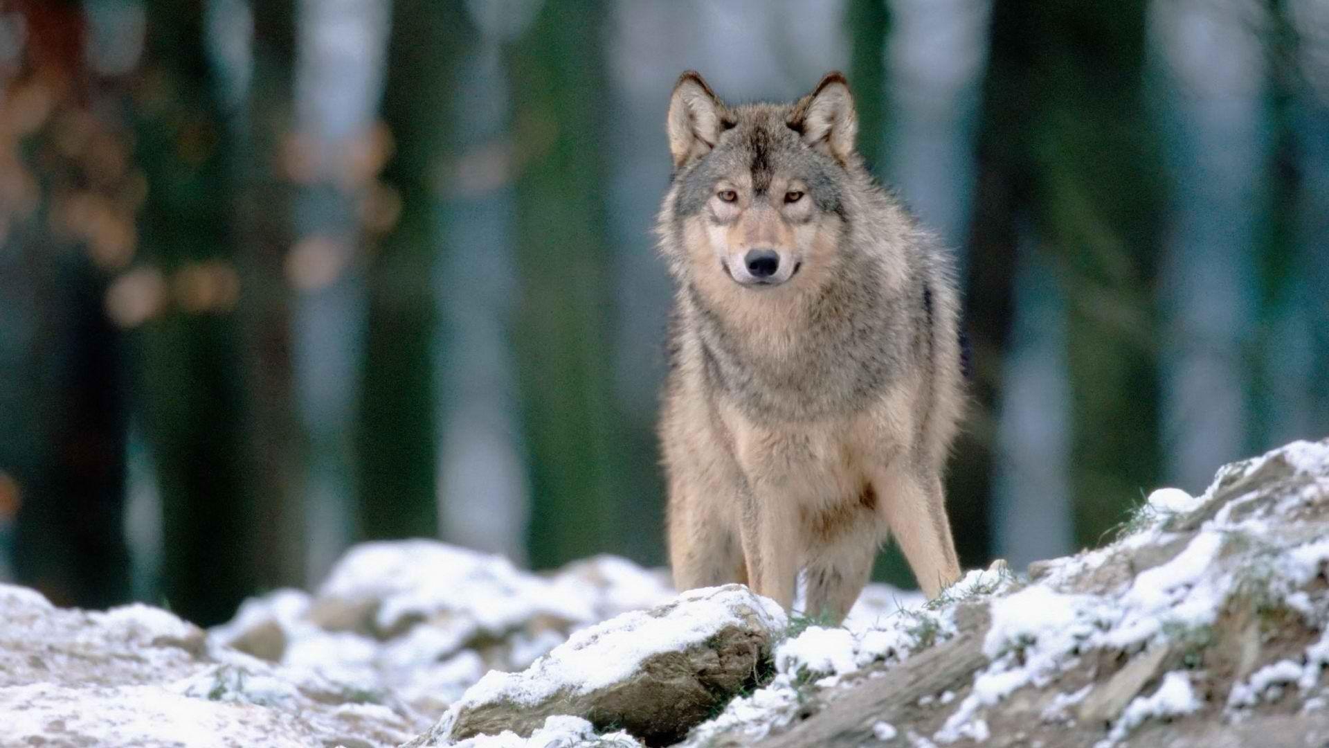 Download Woods Wolves Wallpaper 1920x1080