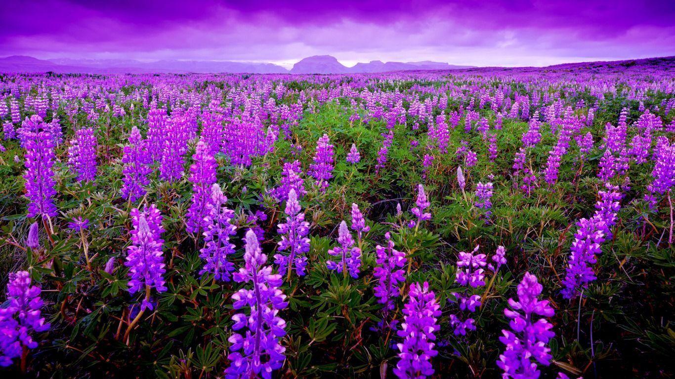 Lavender Field Computer Wallpaper, Desktop Background 1366x768